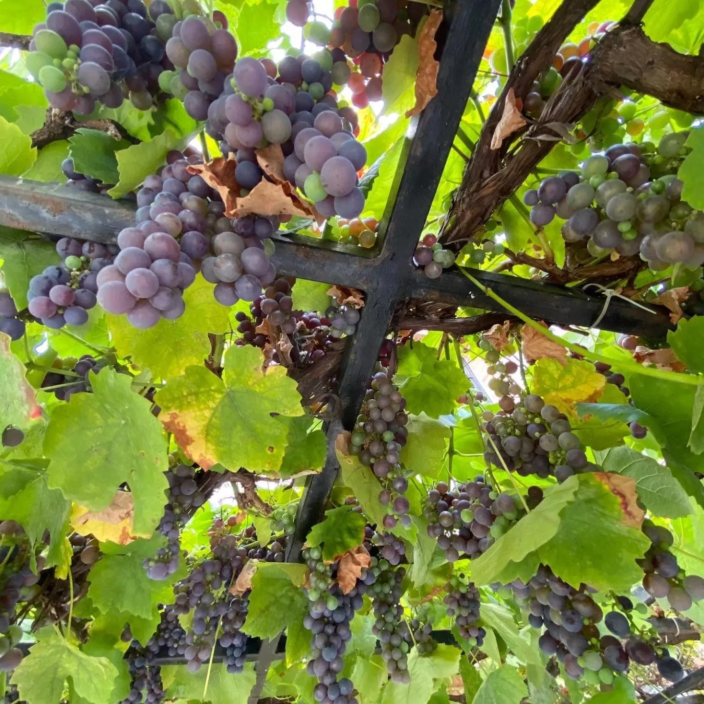 Garden in B&B La Ruelle