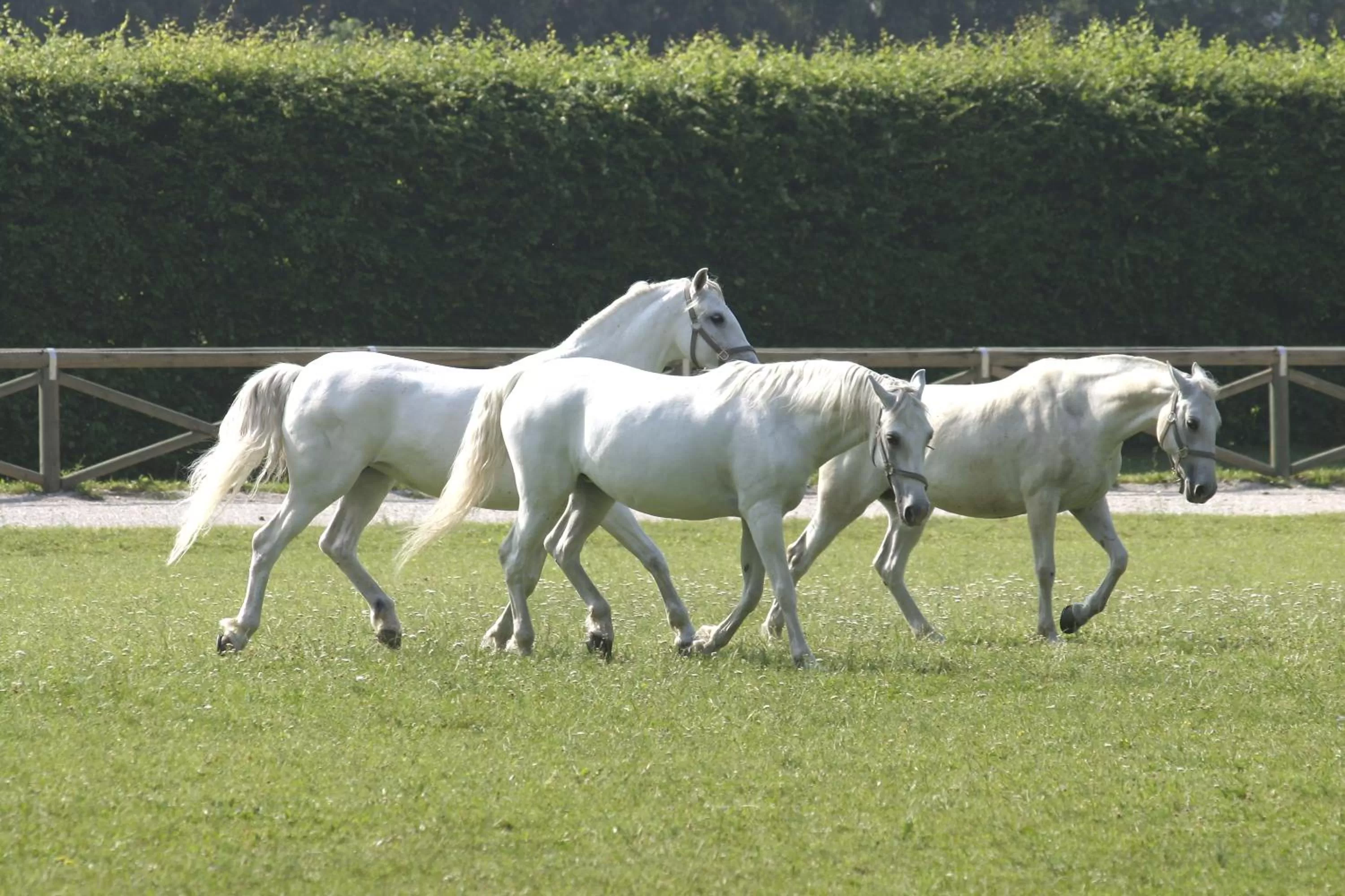 Day in Elegans Hotel Brdo