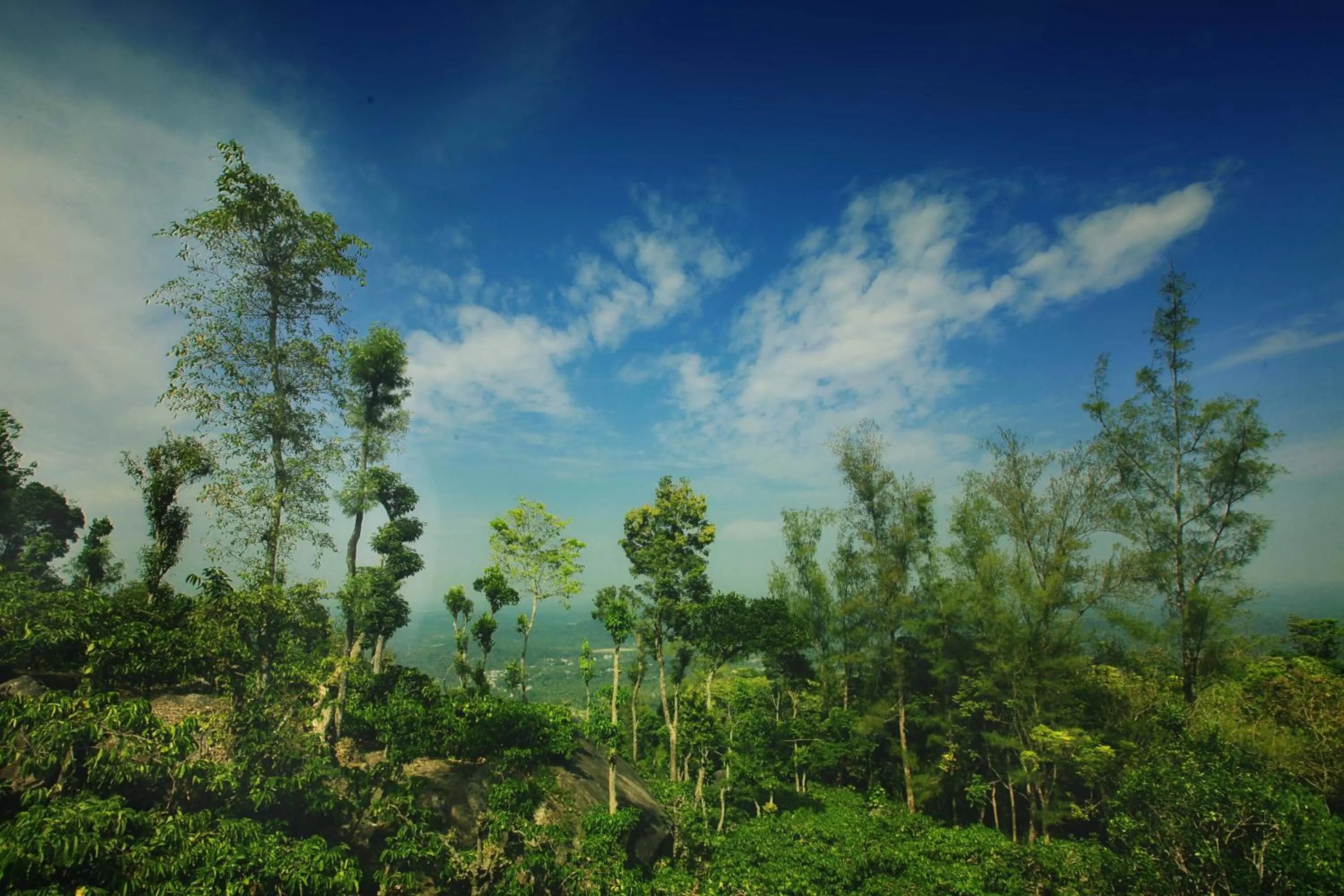 Marmalade Springs Resort Wayanad