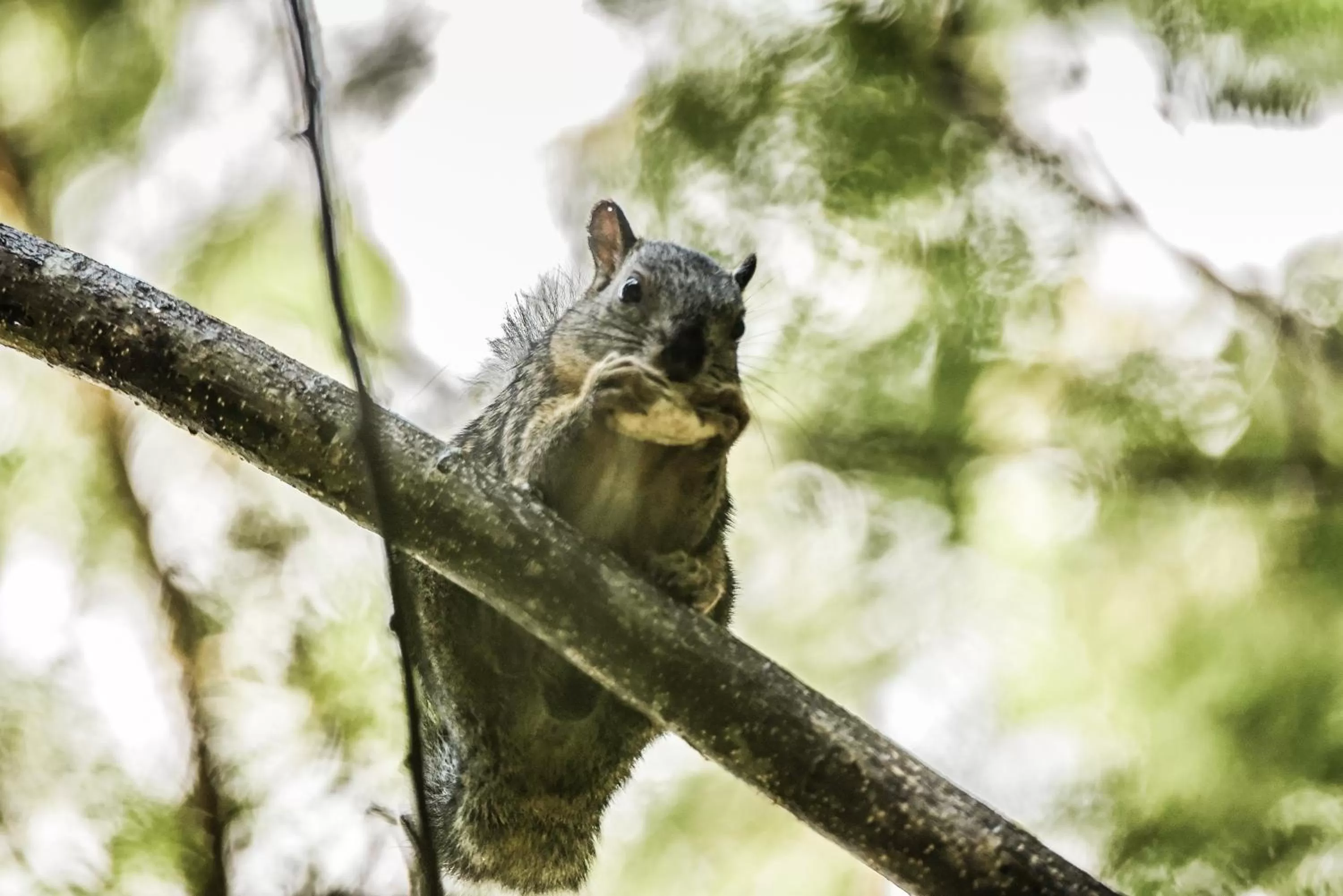 Animals, Other Animals in Hotel de Campo Villa de Ada