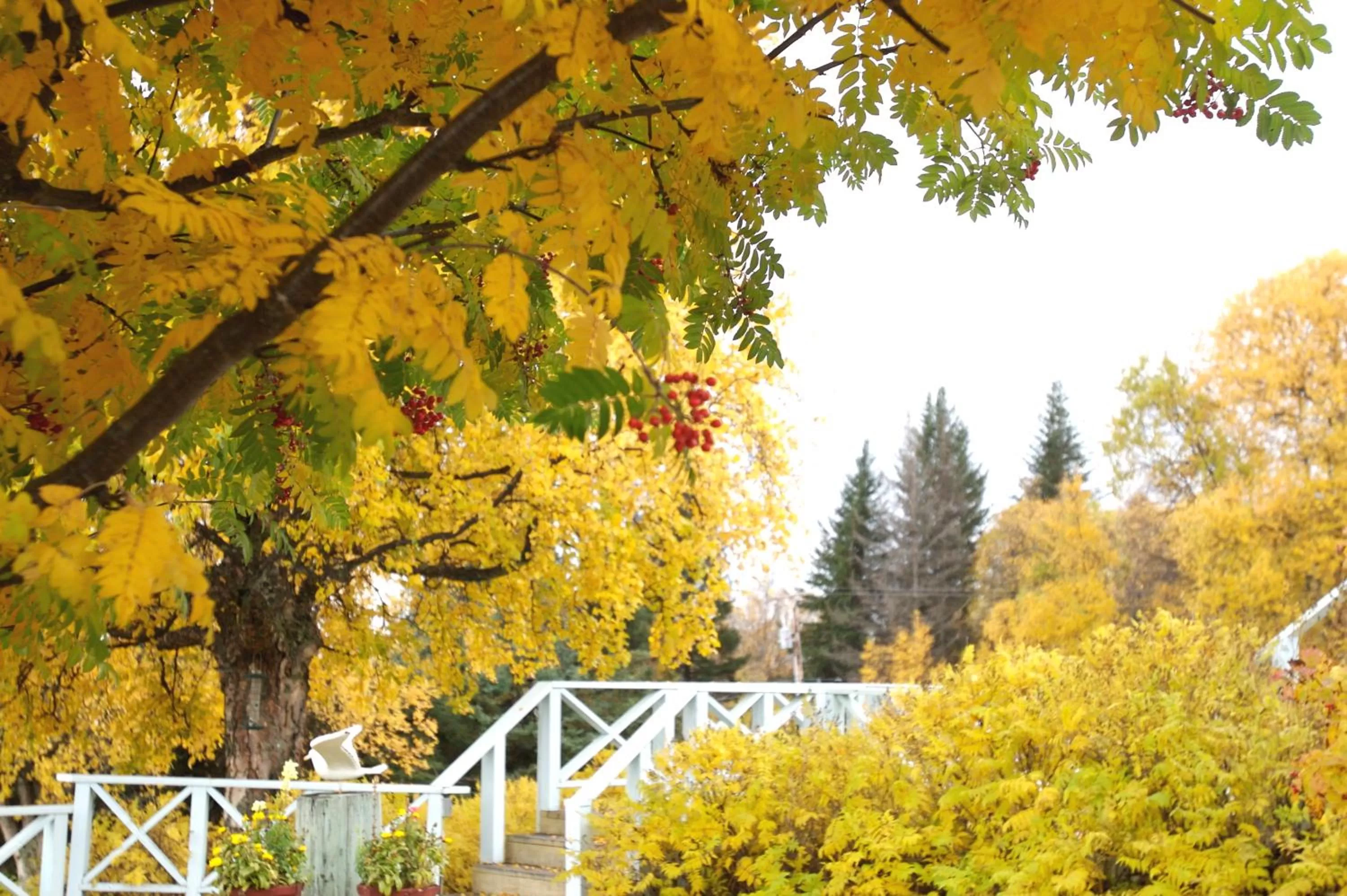 Balcony/Terrace in Halcyon Heights B&B/Inn