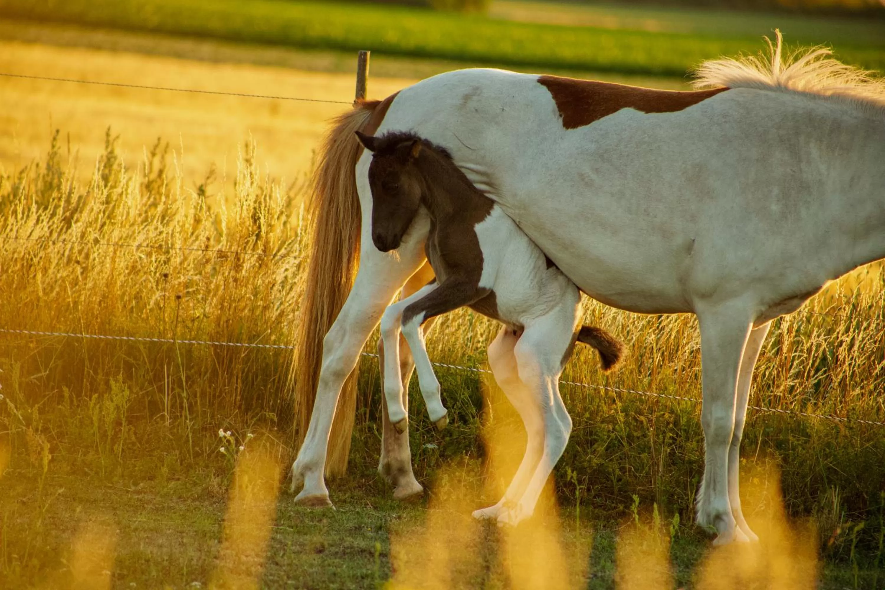Other Animals in Ölands Yoga Studio & Islandshästar, Stugor & Rum