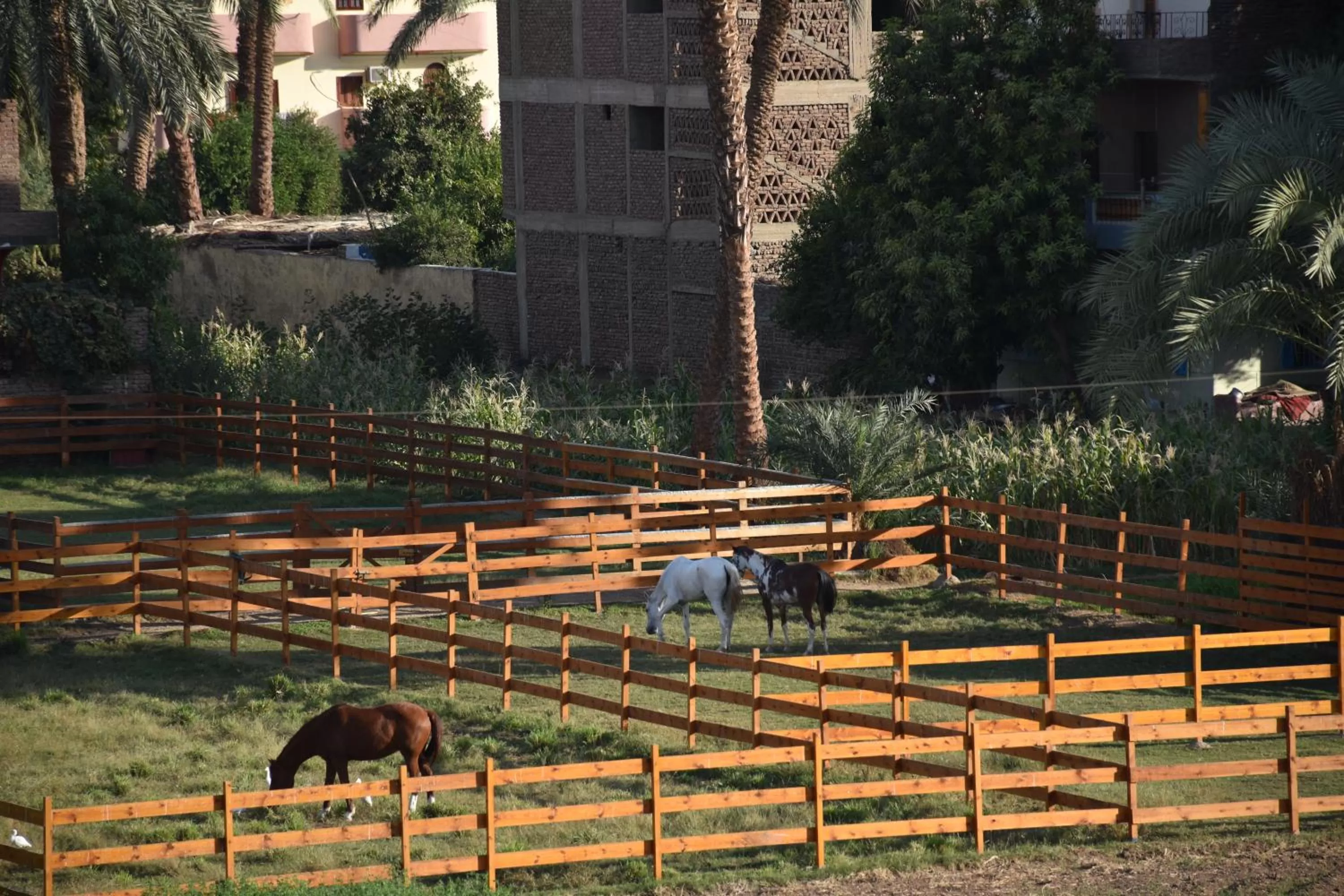 Horse-riding in Embrace Hotel