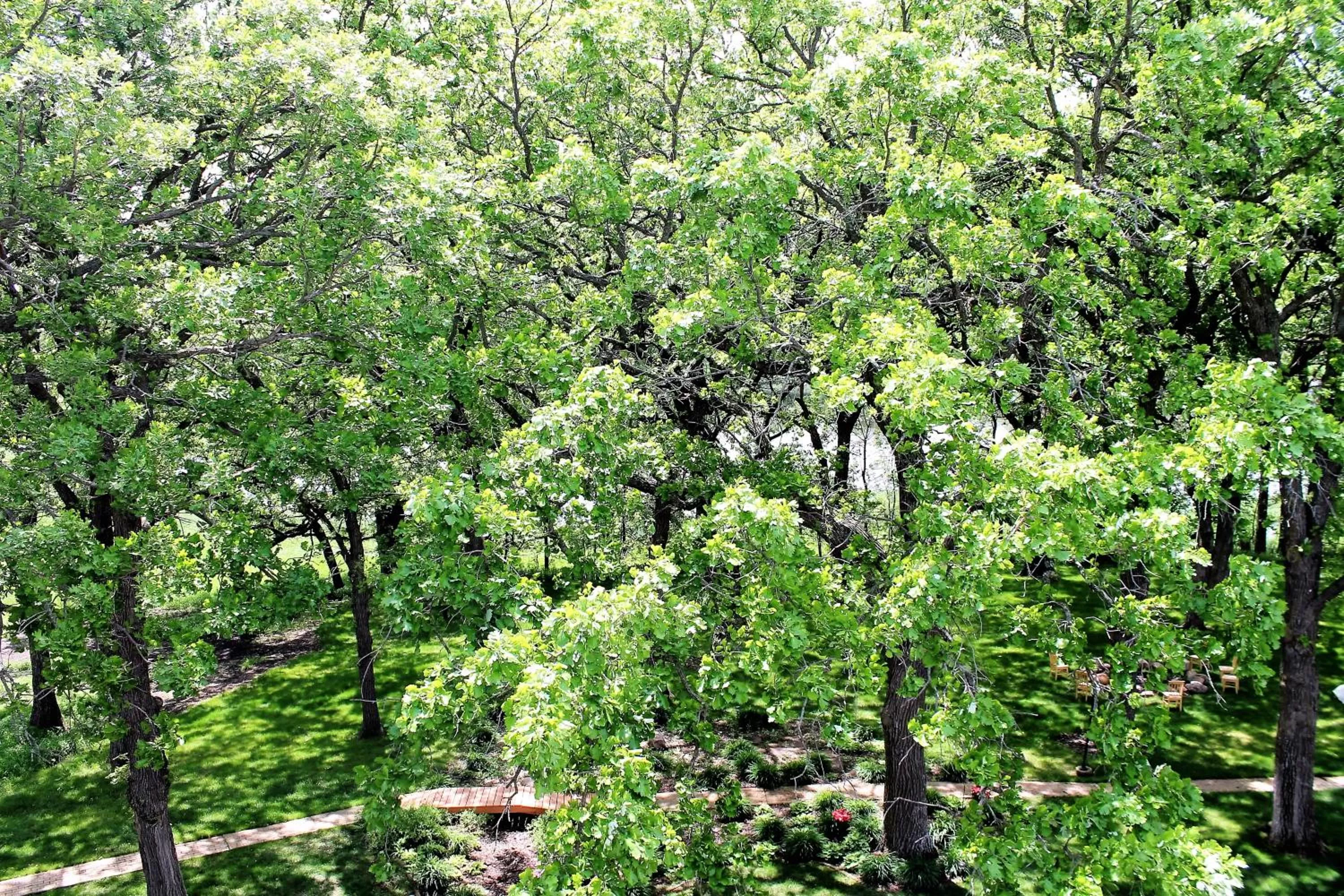 Garden view in The Oakwood Inn