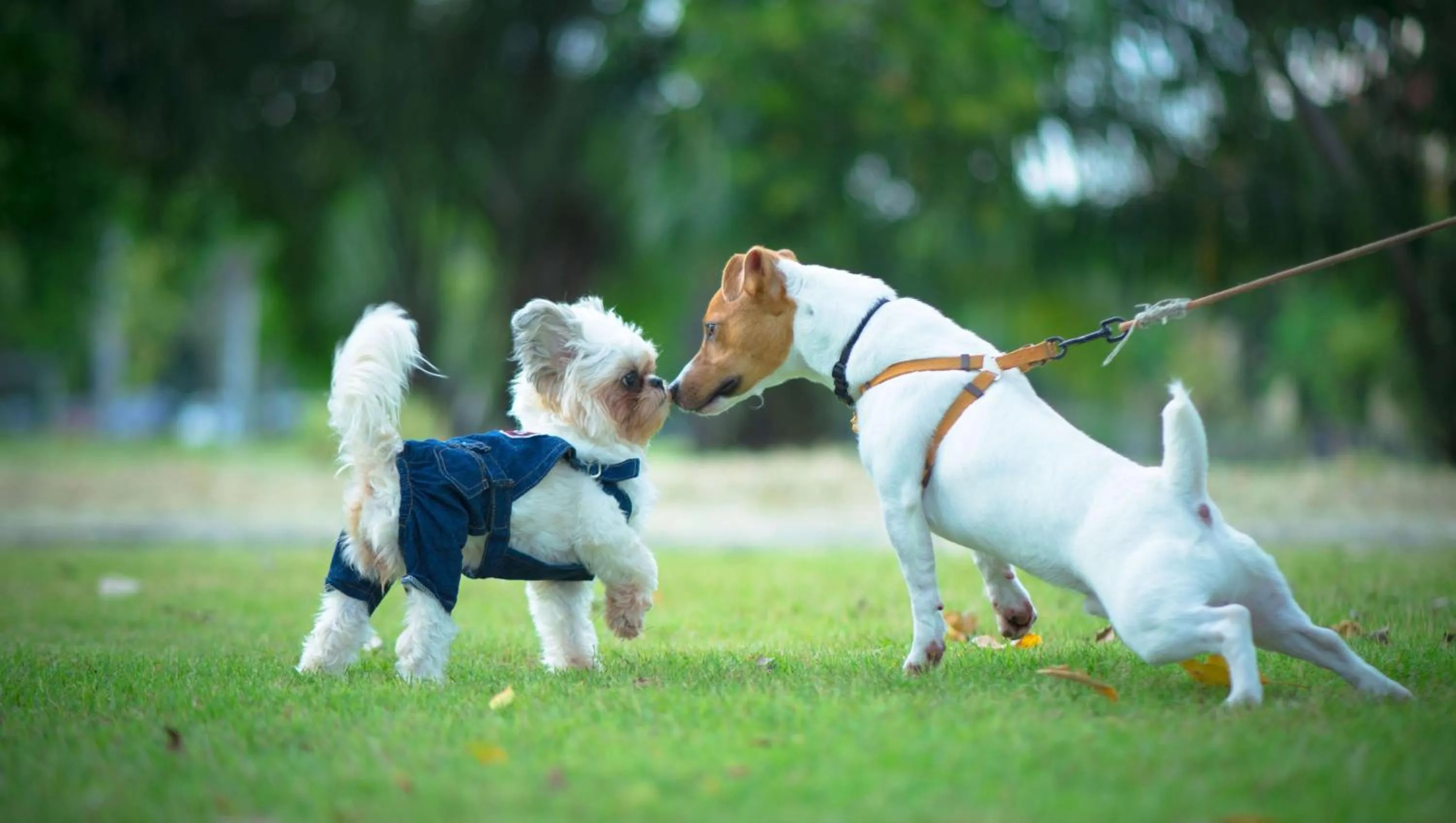 Pets in Traveller's Inn Prince Edward Island