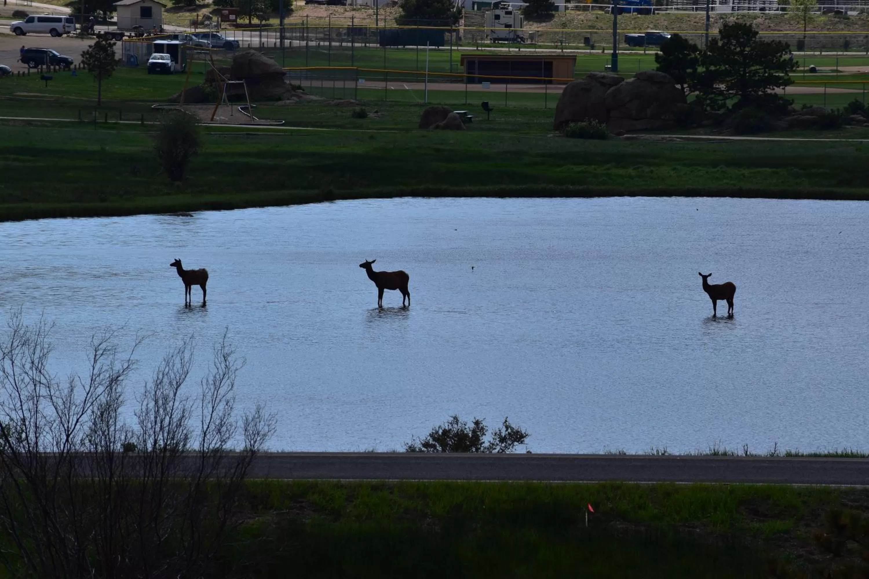 Other Animals in Estes Lake Lodge
