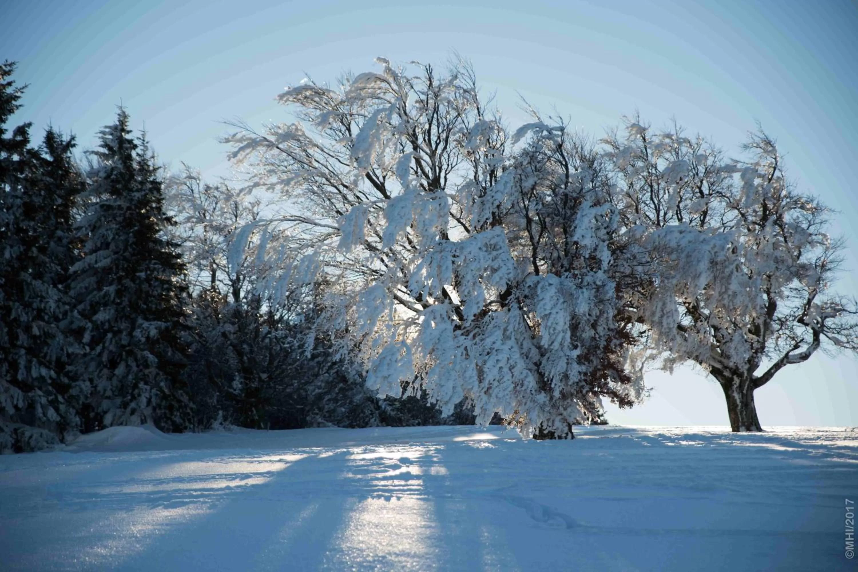 Natural landscape in ZUR TRAUBE Schwarzwaldhotel & Restaurant am Titisee