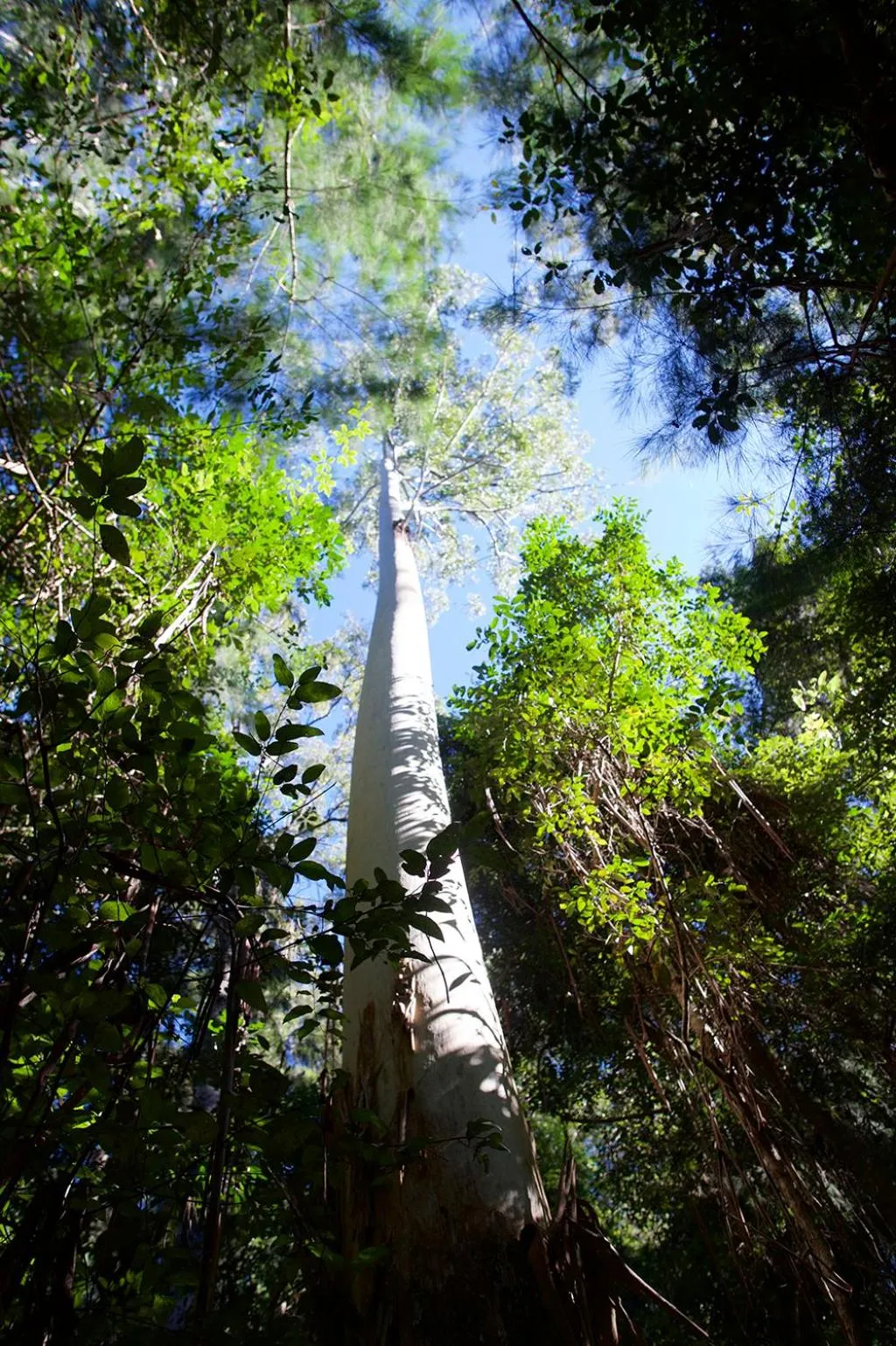Day in Clarendon Forest Retreat