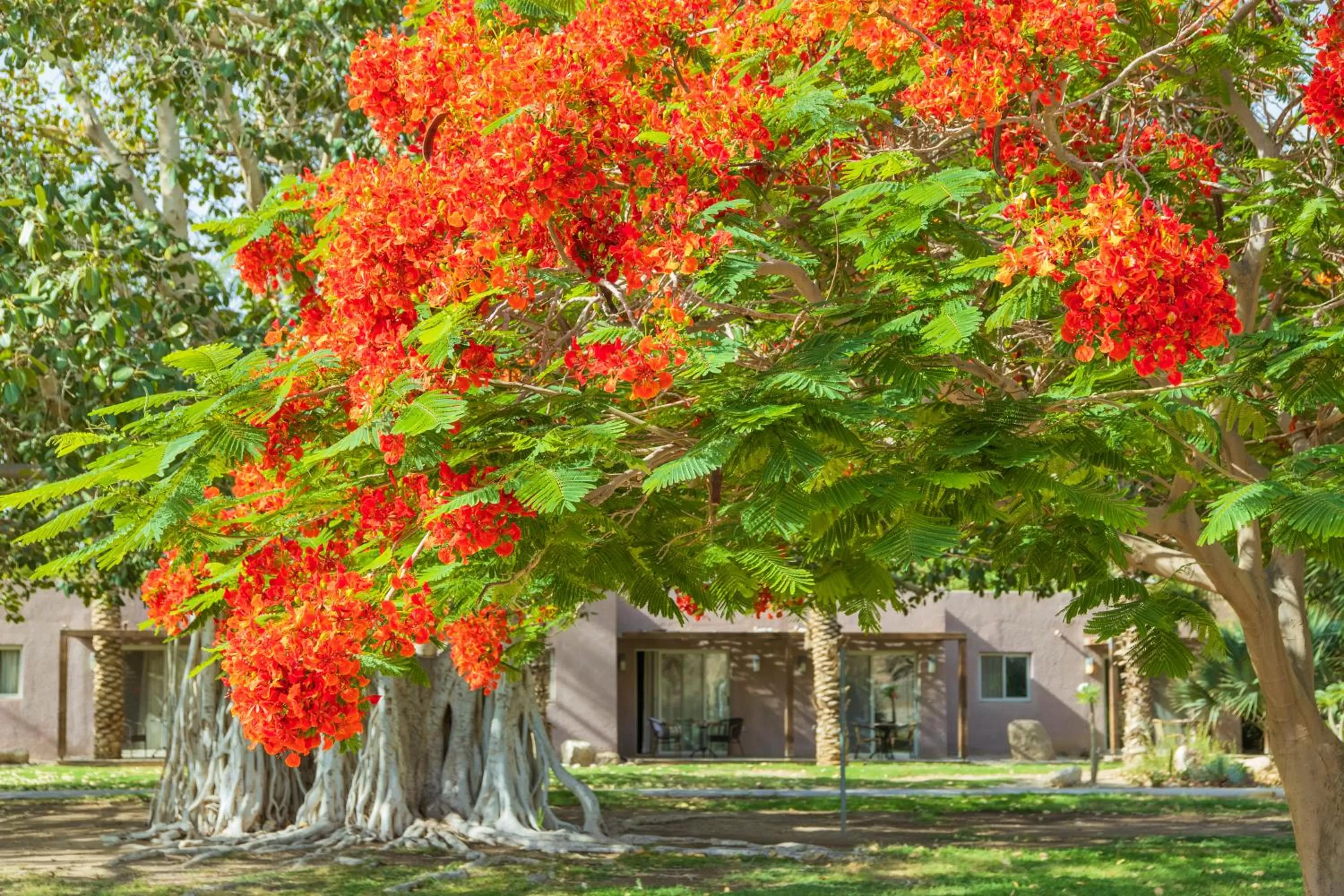 Property building in Ein Gedi Kibbutz Hotel