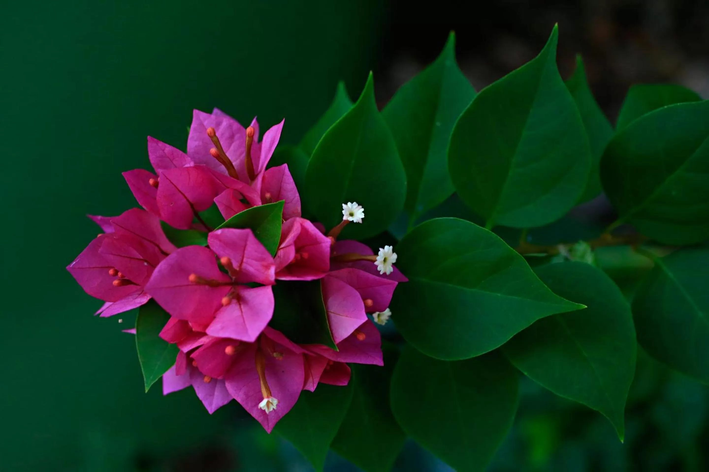 Garden in Habitat Resort