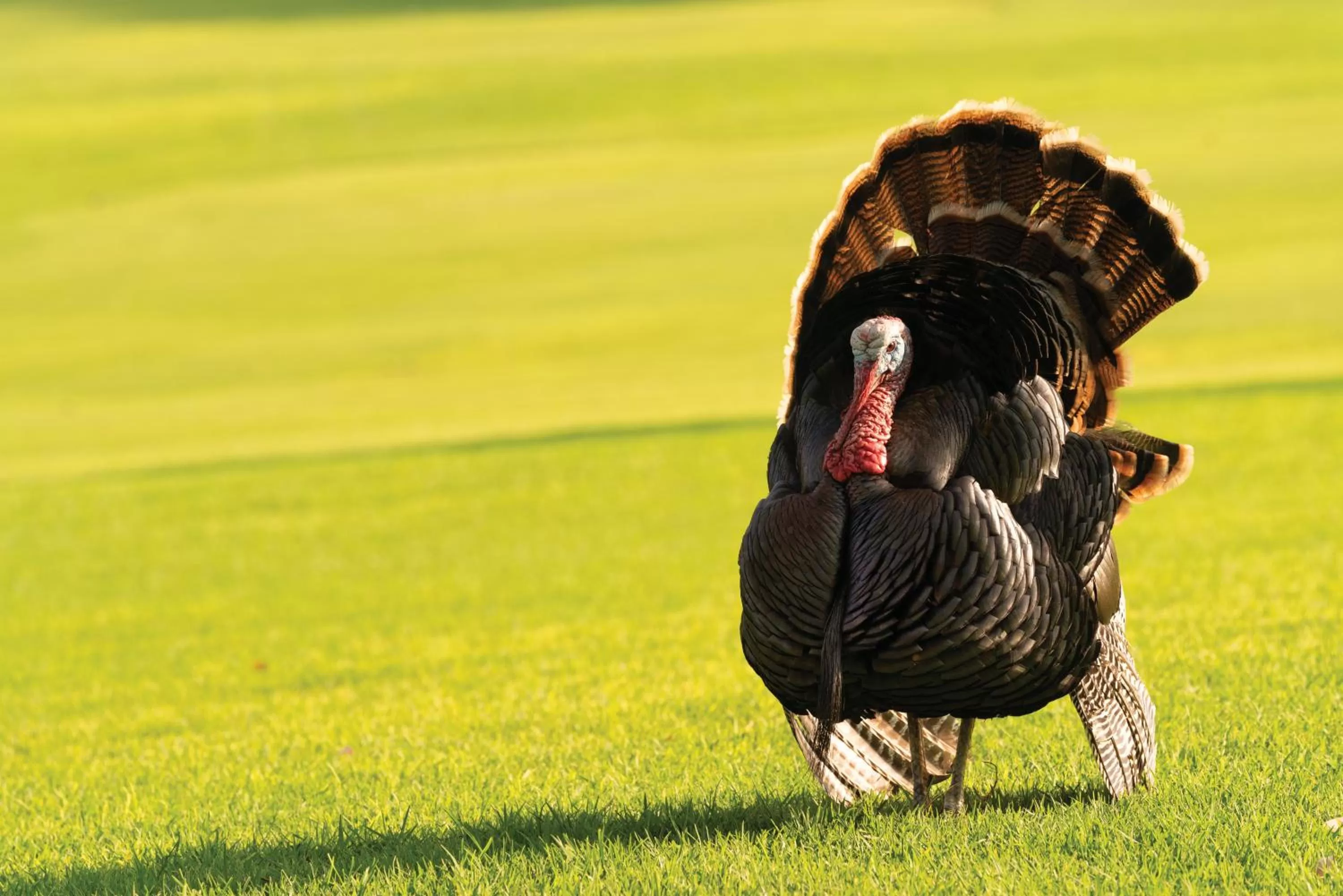 Other in Paniolo Greens Resort