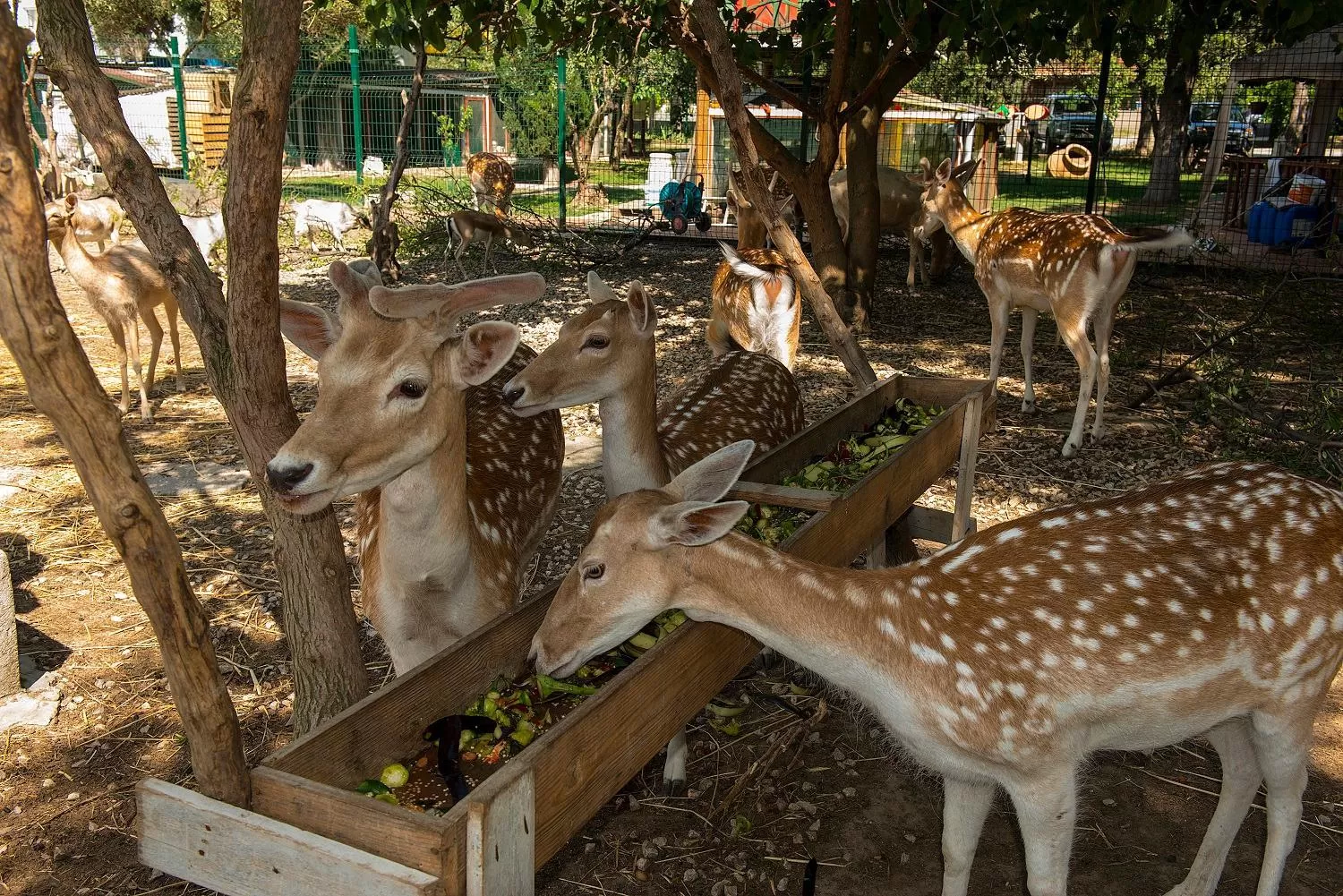 Animals in Iris Hotel & Spa