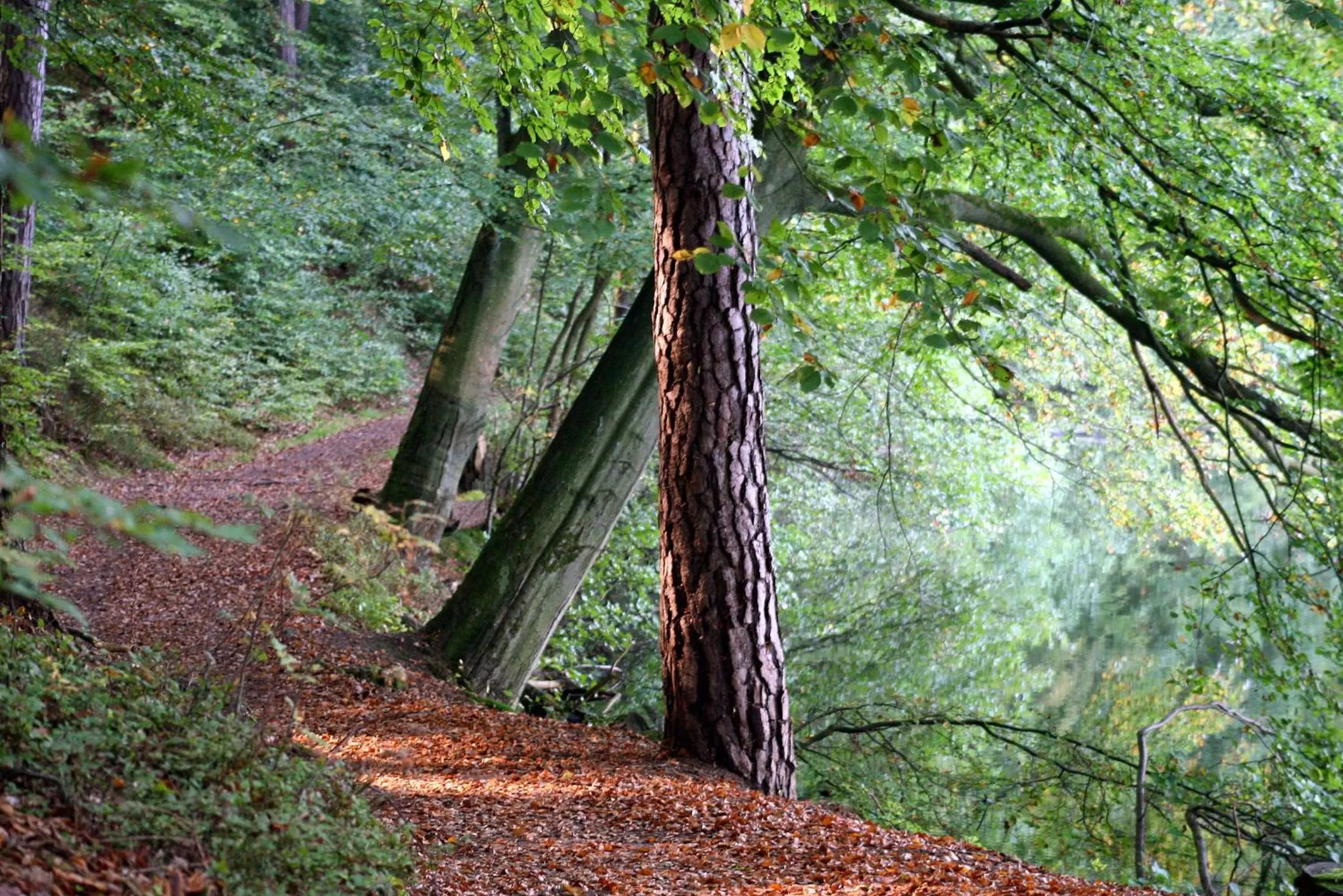 Area and facilities in Hotel Waldhalle