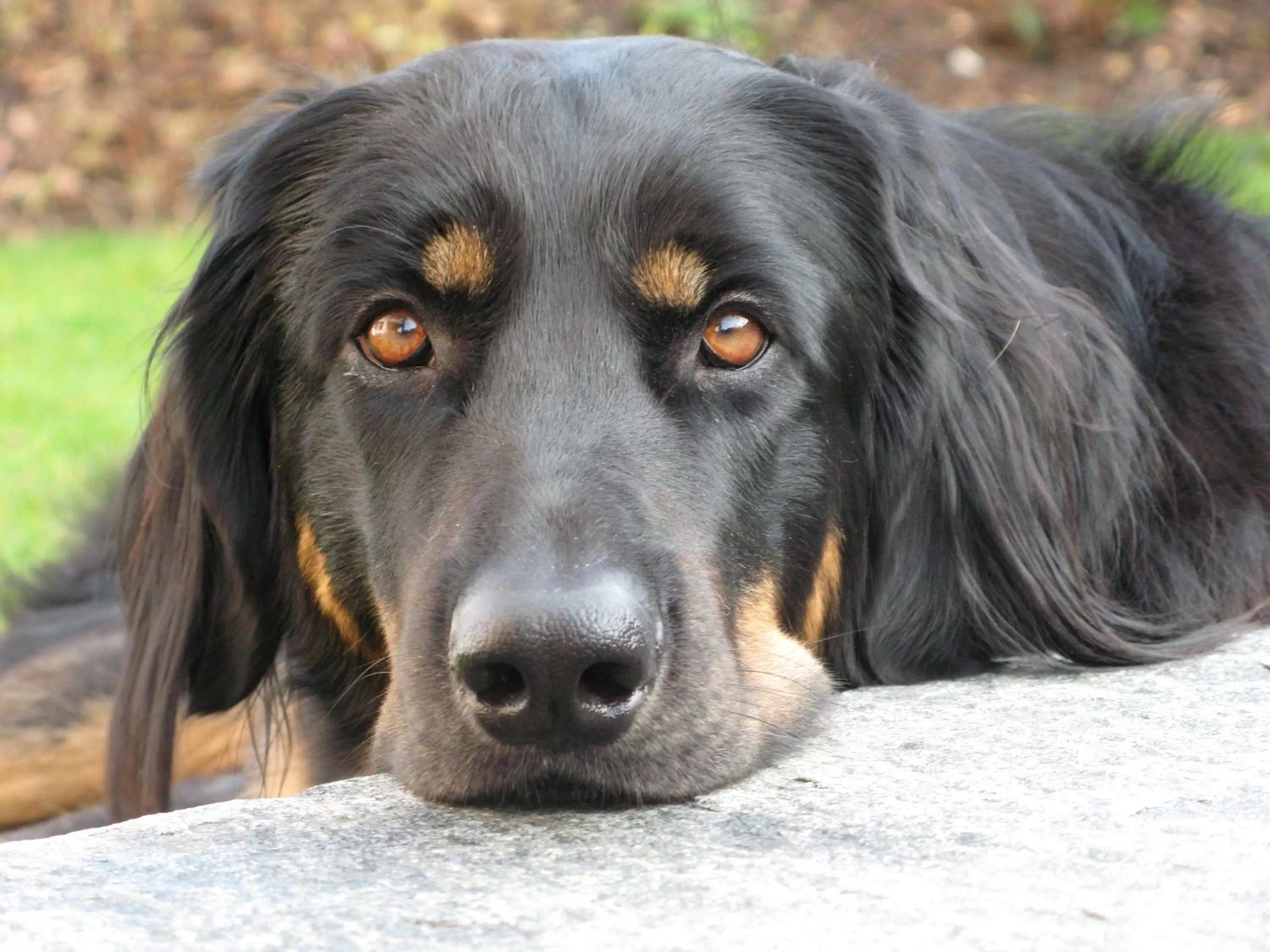 Other, Pets in Best Western Hotel Bremen City