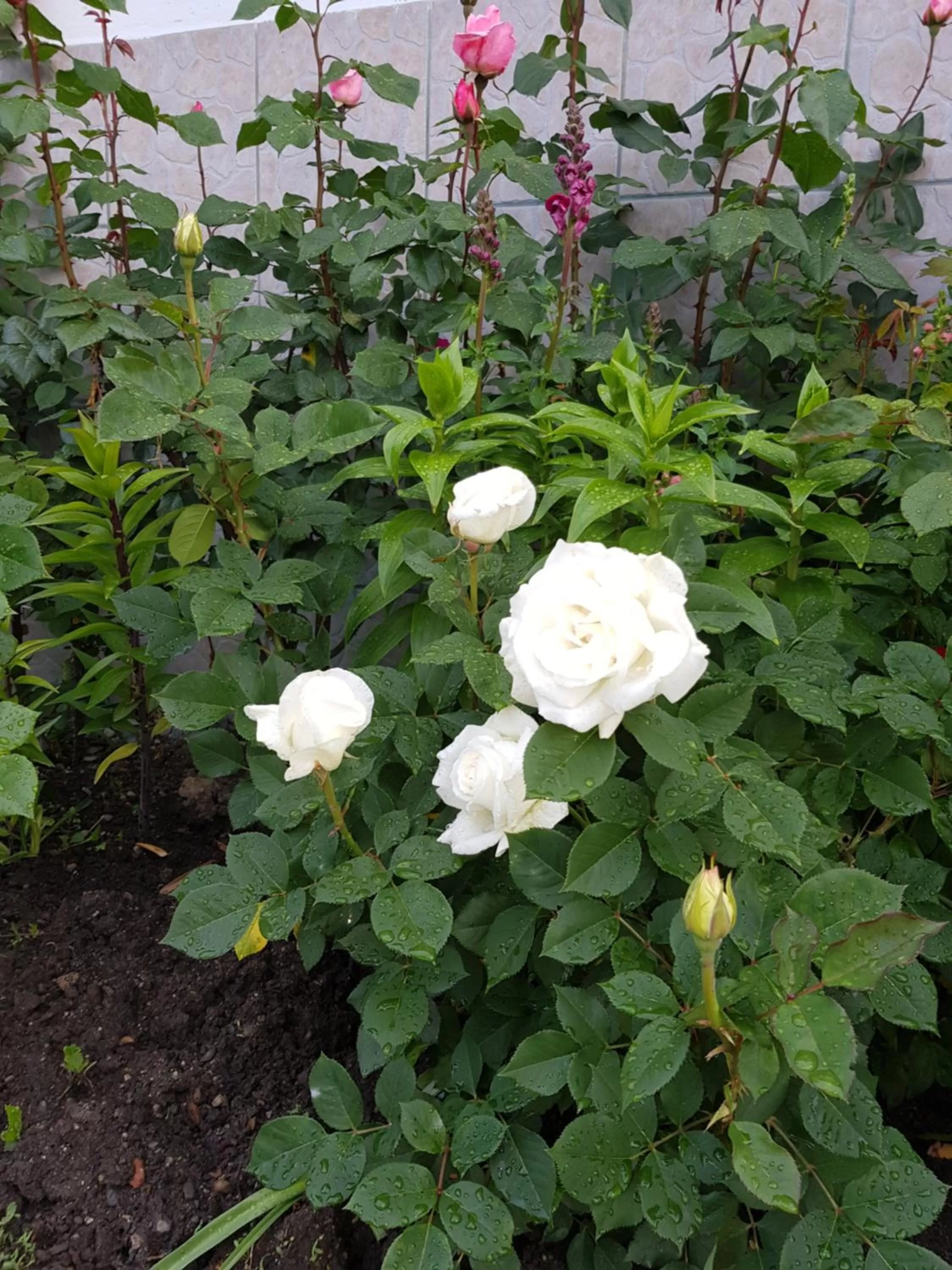 Garden in Garni-Hotel Mühletal