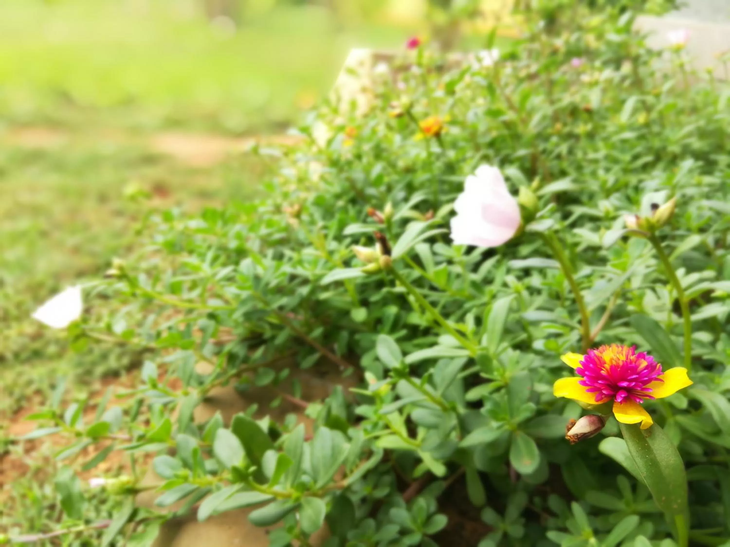 Garden in Lake Bliss