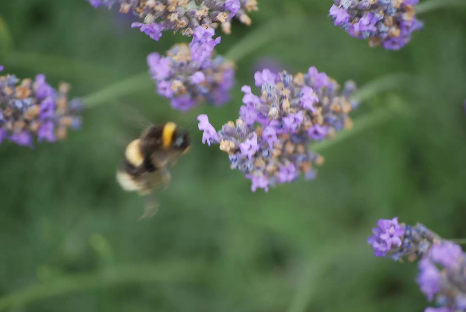 Spring in Carrick Lodge Motel