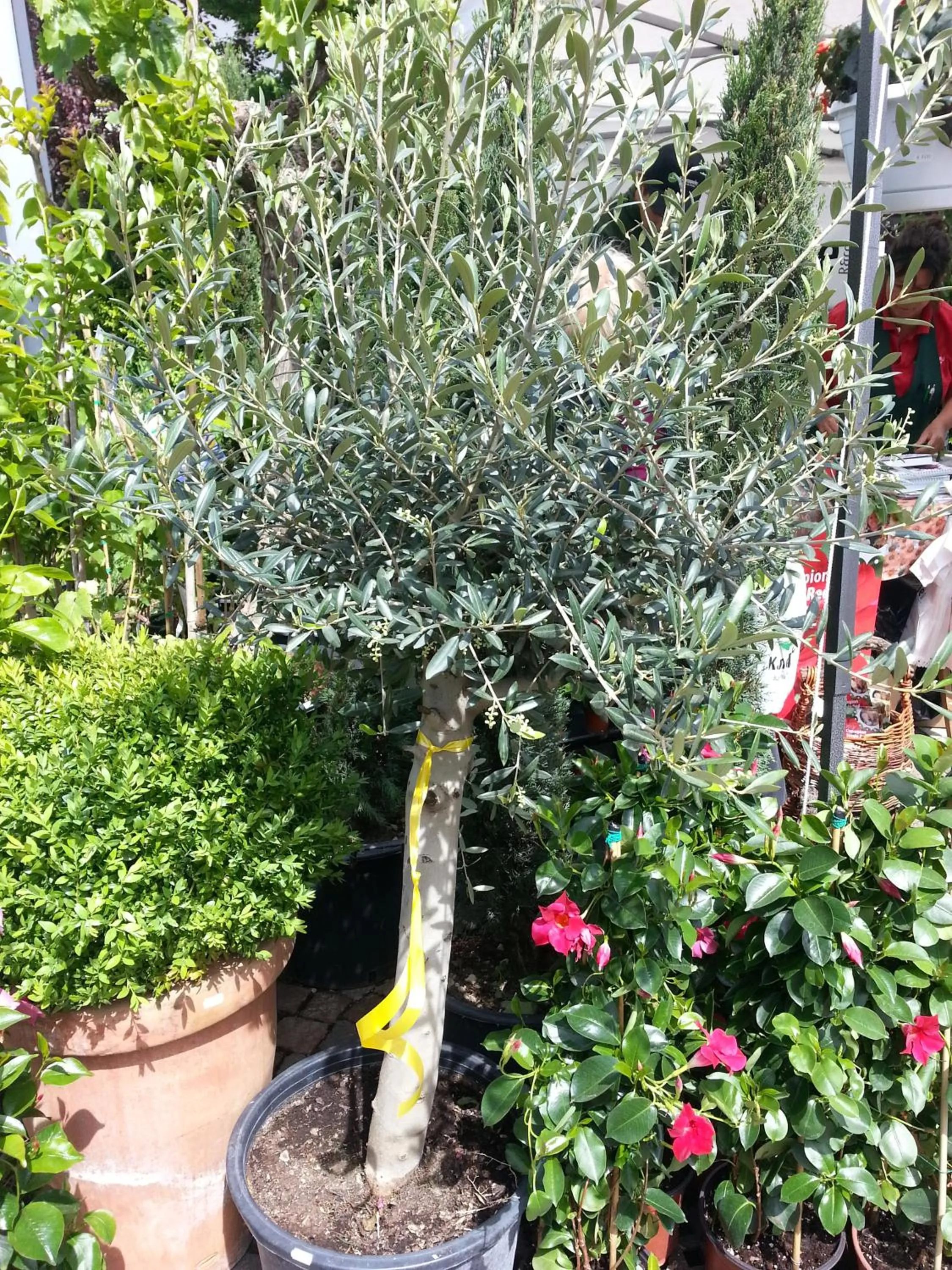 Garden in Hotel Jasmin