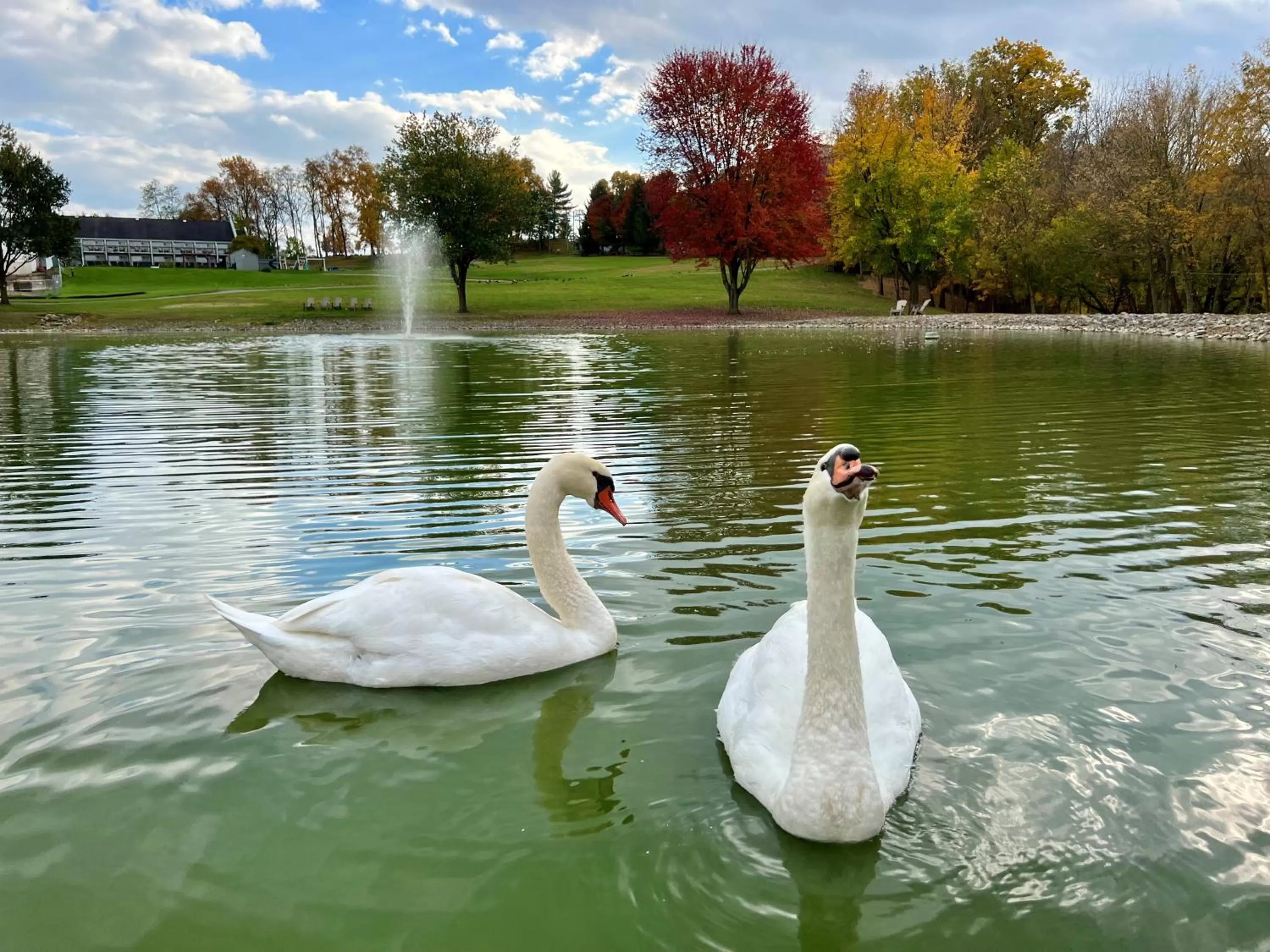 Animals in Hershey Farm Resort