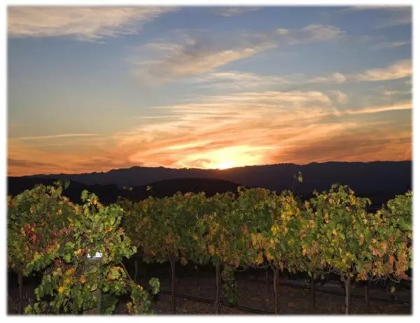 Natural landscape in The Eden House Vineyard