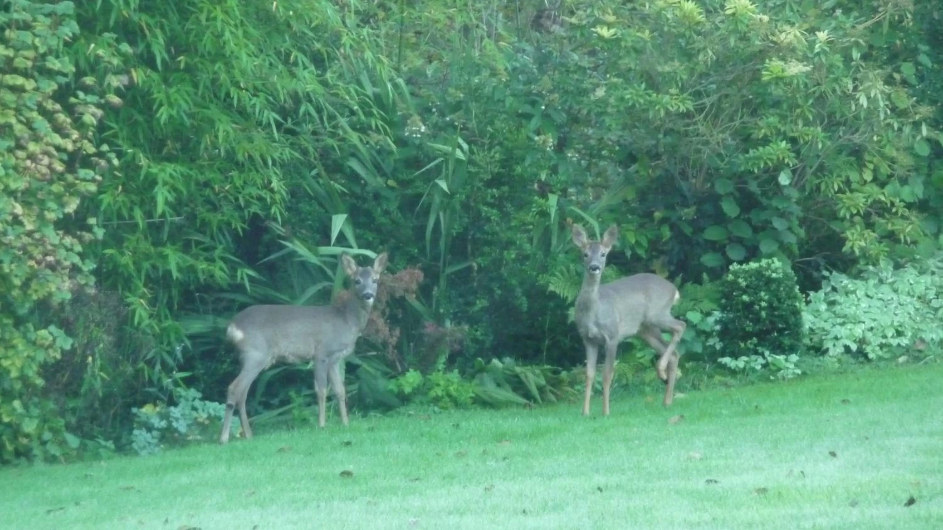 Garden in Chambres d'hôtes Le Bas Rassinoux