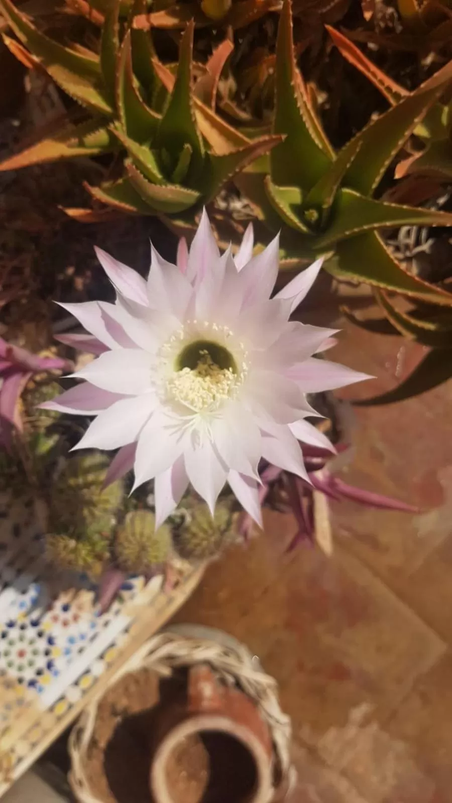 Decorative detail in Chambres d'Hôtes les amis