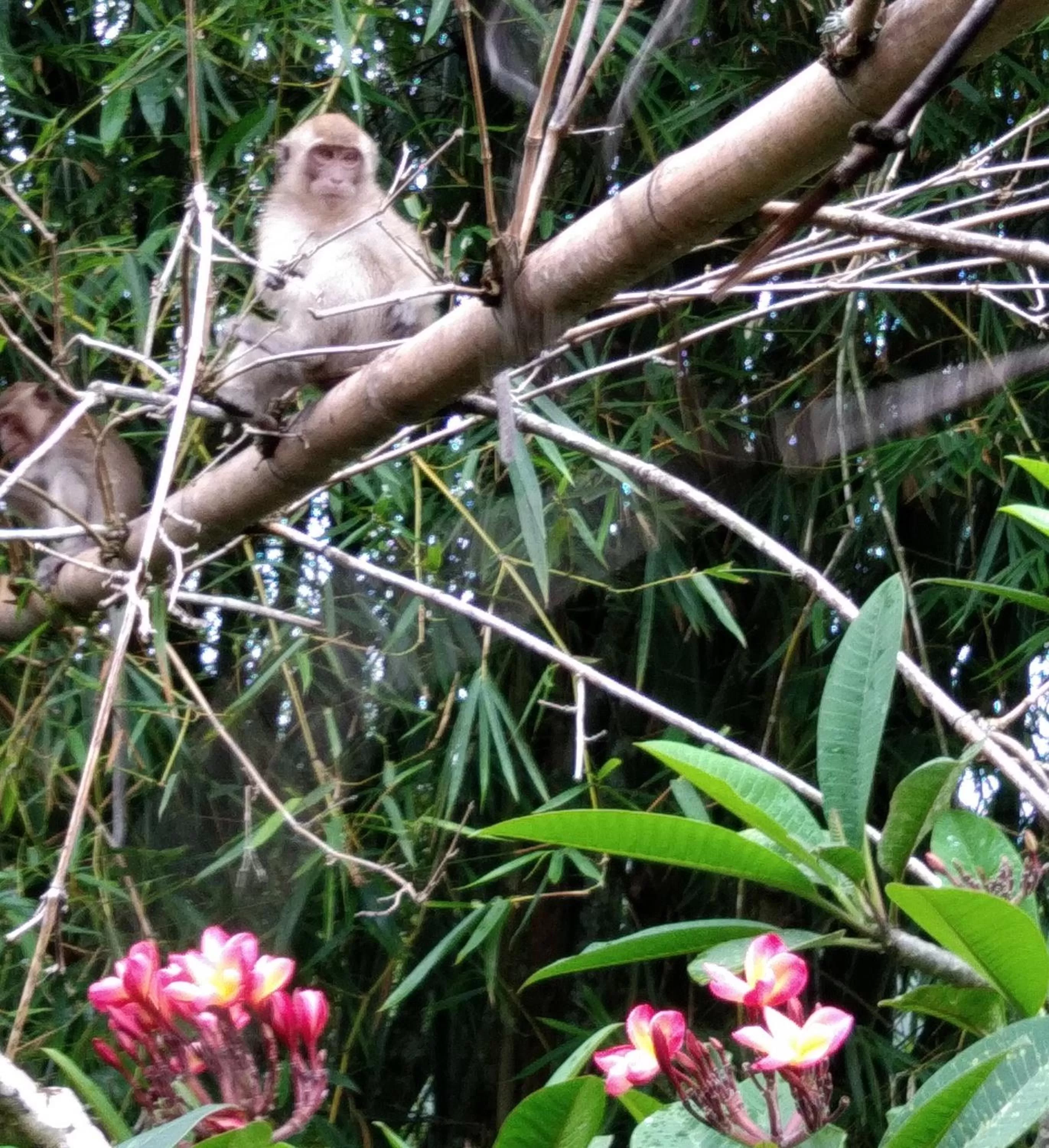Animals in Khao Sok River & Jungle Resort
