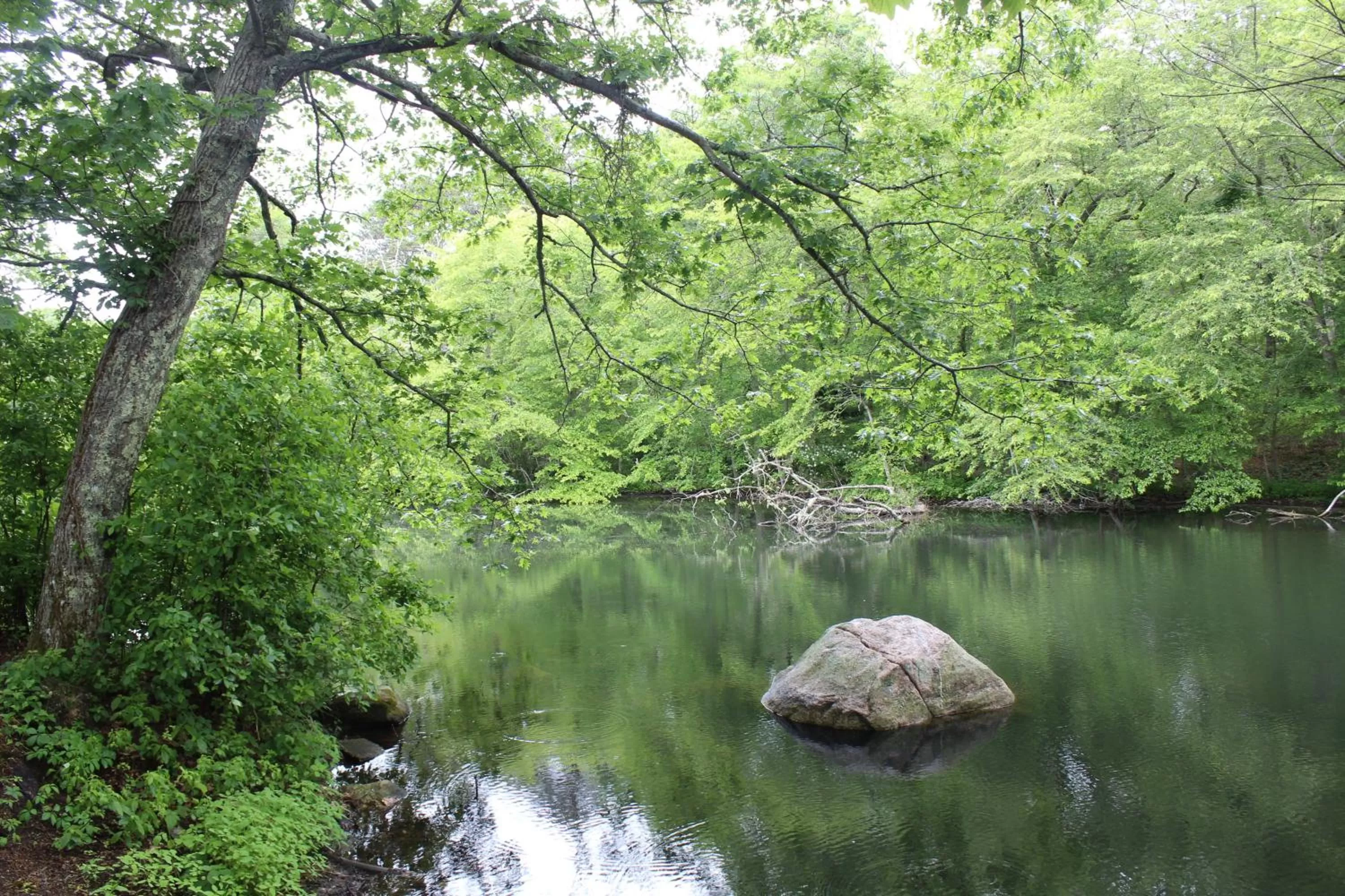 Natural Landscape in Herring Run Motel and Tiny Cabins