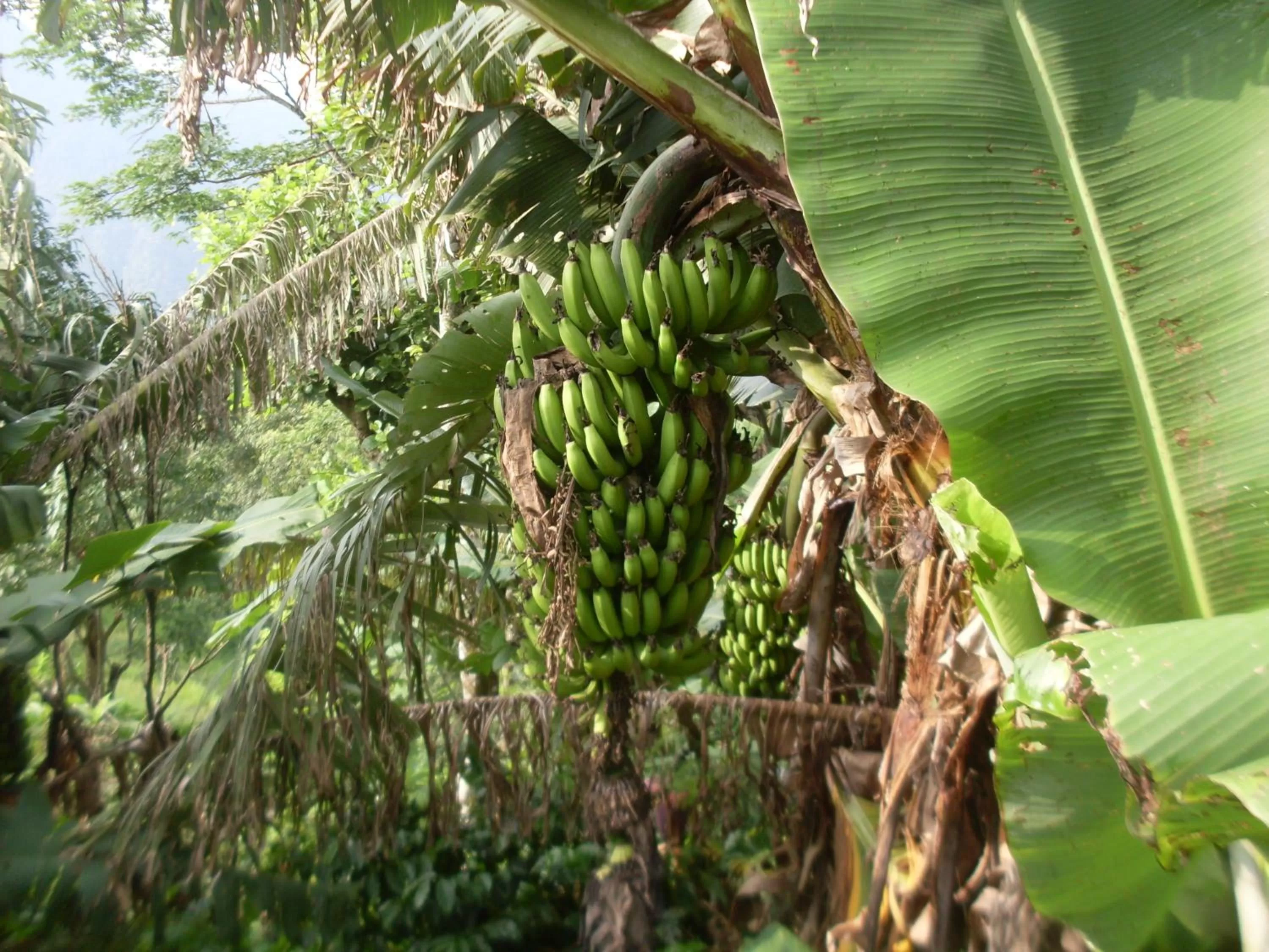 Property building, Garden in Dinesh House