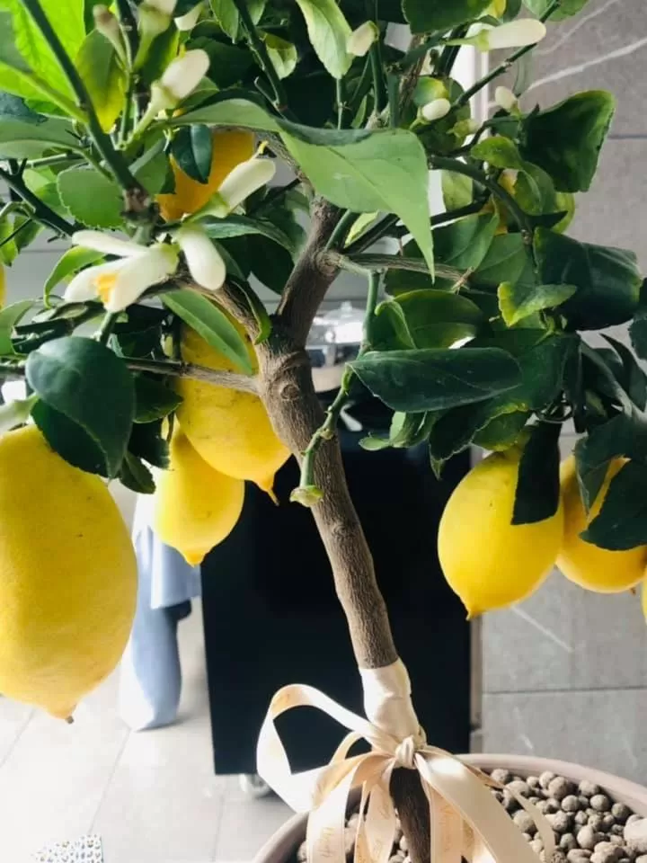 Breakfast in Hotel Villa Giulietta