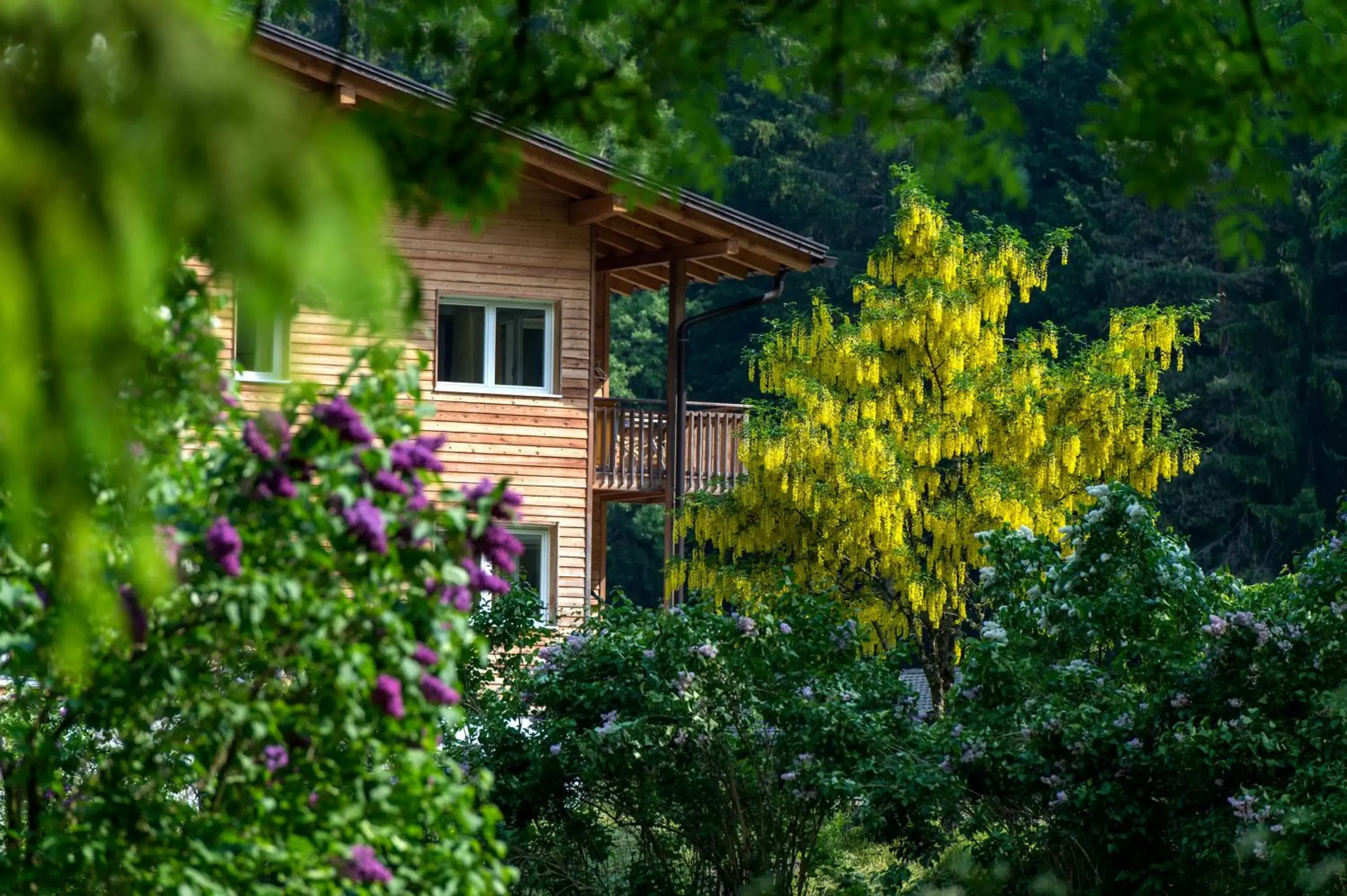 Bad Ratzes Bad Ratzes