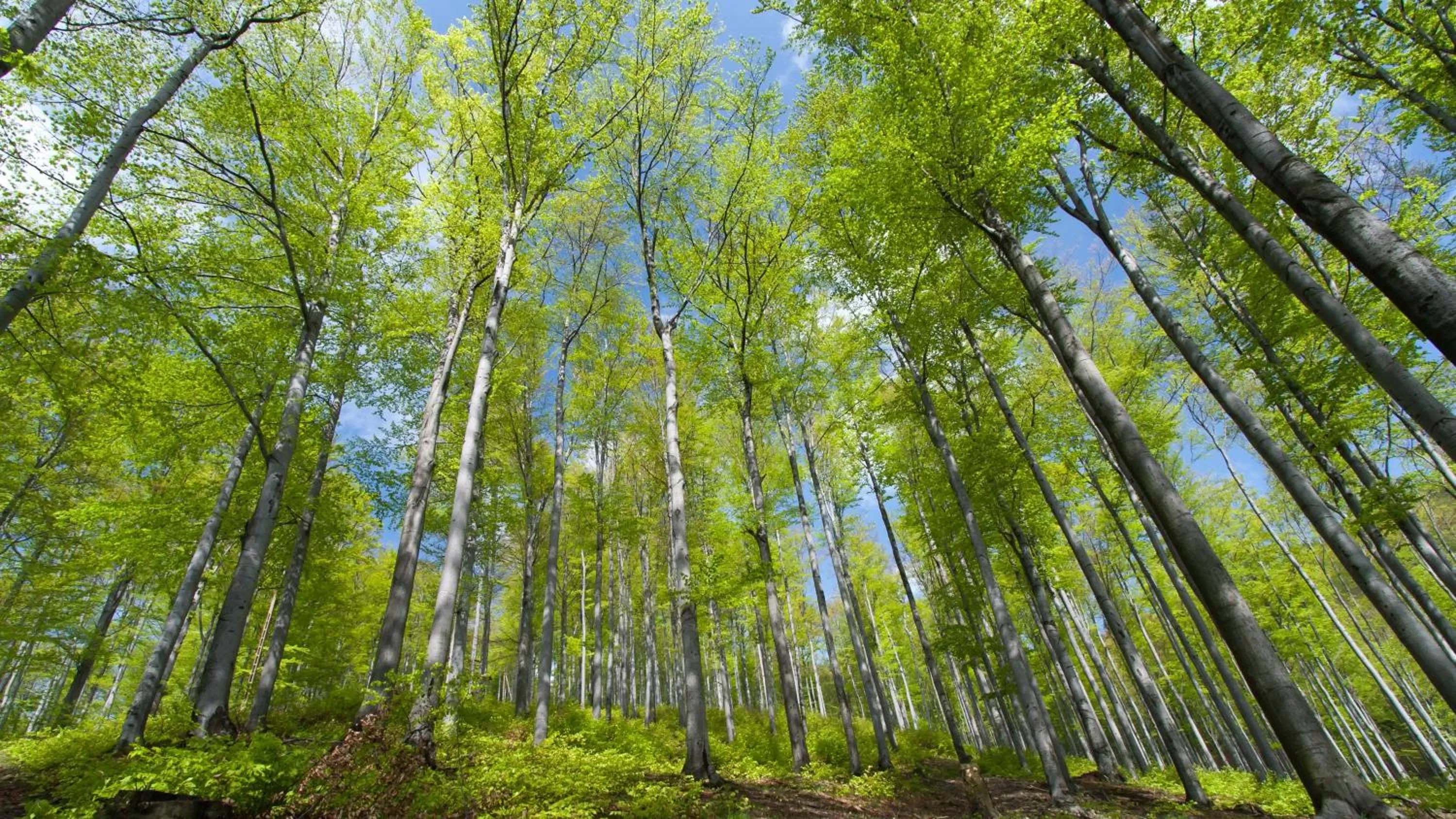 Pokoje w Oberży Czarny Groń