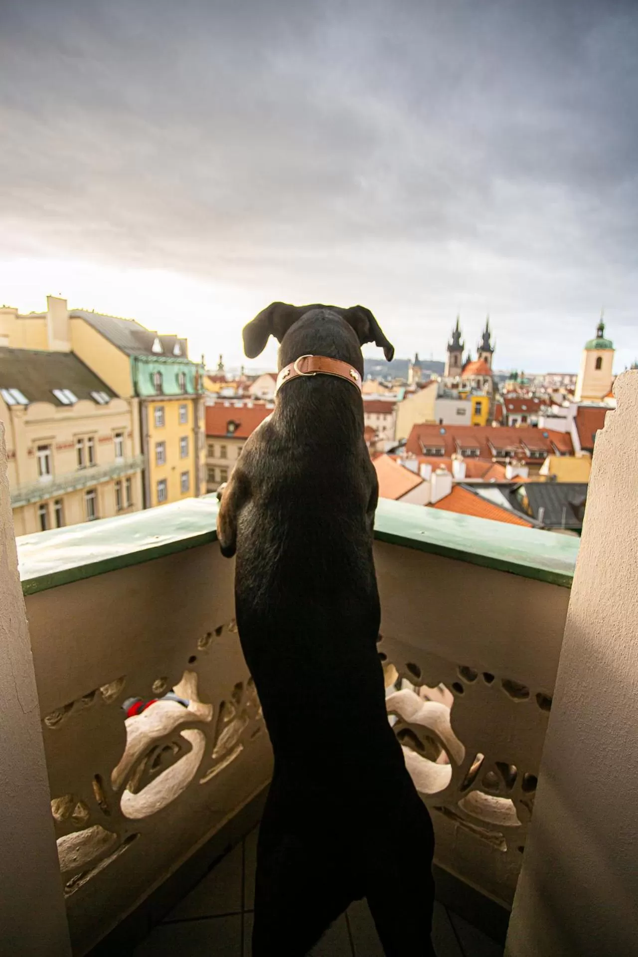 Pets in Hotel Paris Prague