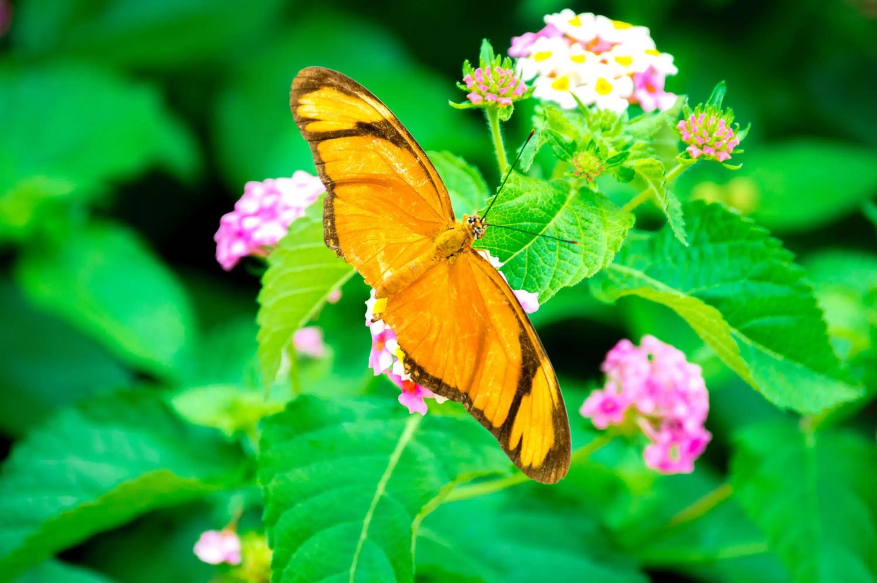 Off site in La Foresta Nature Resort