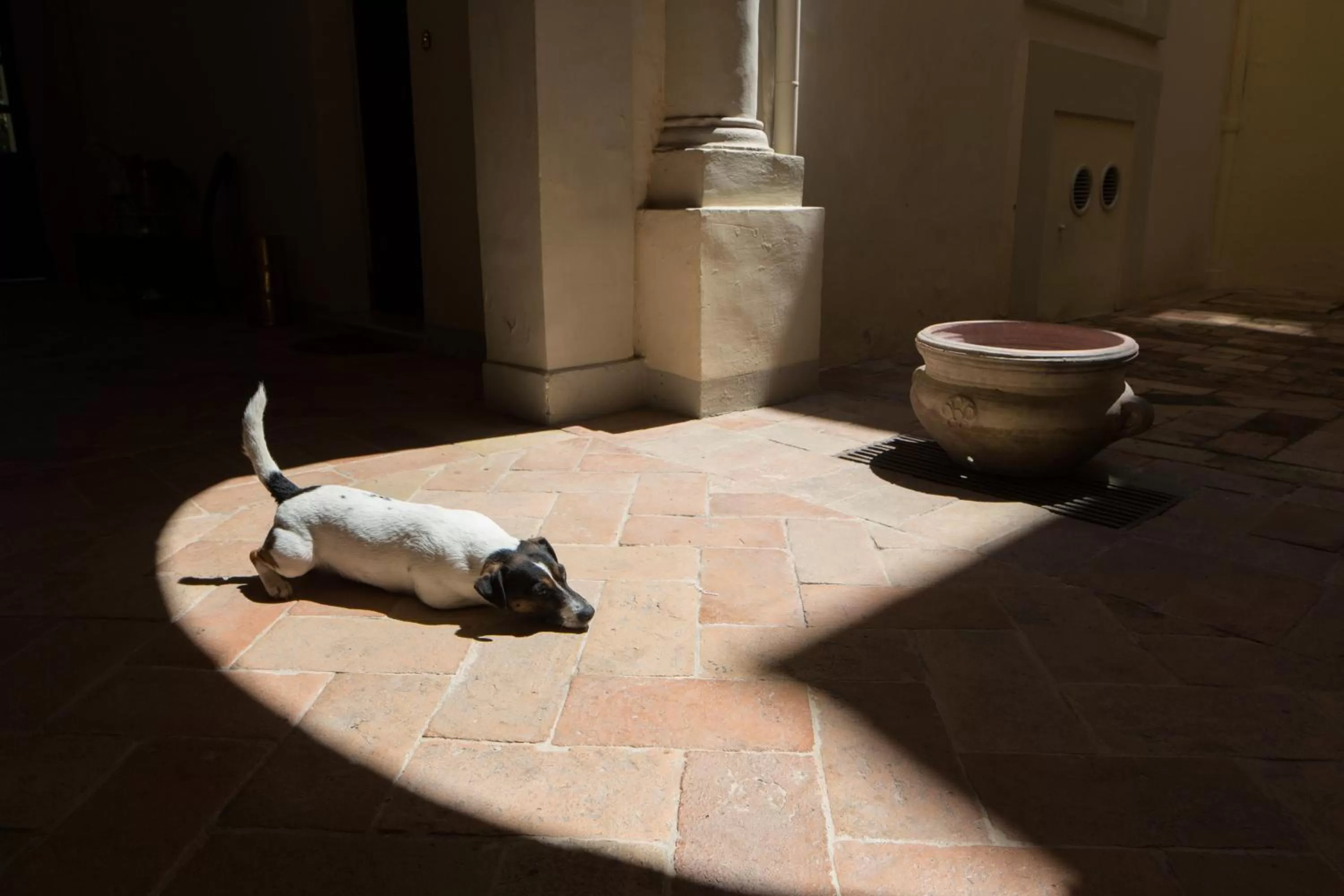 Pets in Palazzo Rotati