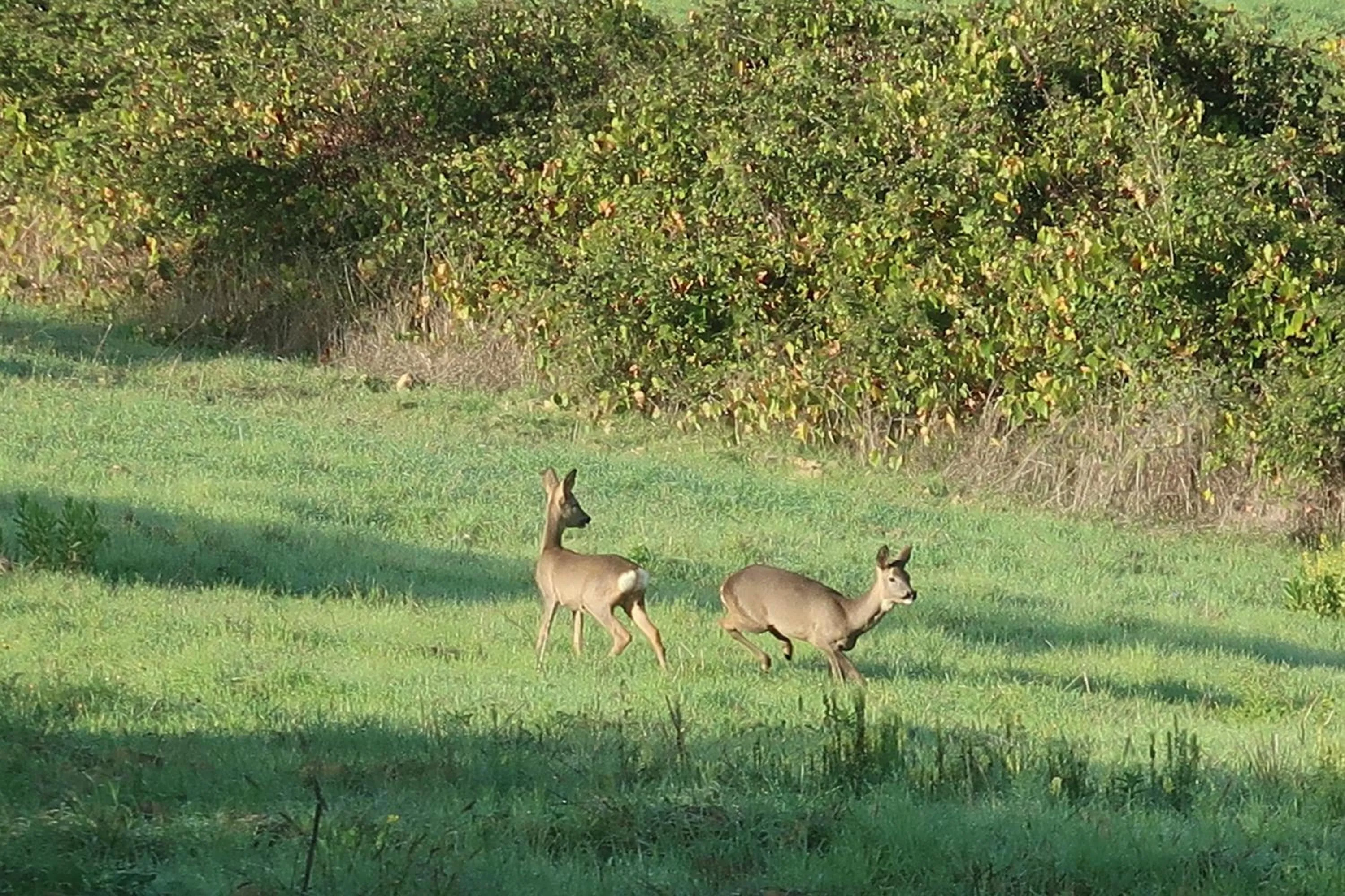Animals in Hotel Borgo Di Cortefreda - Place of Charme