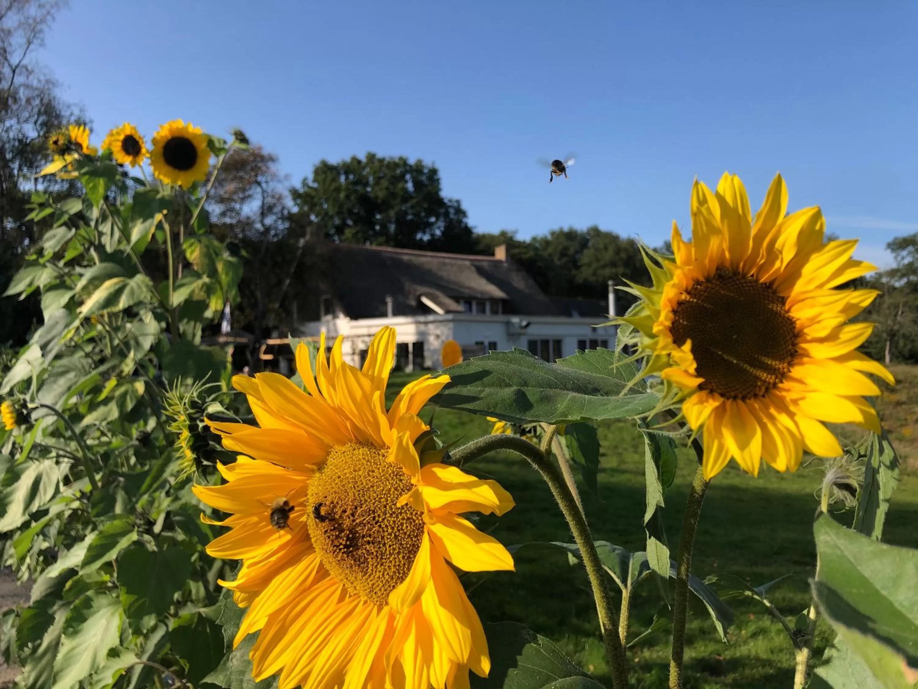 Garden in Villa BlauwHemel Diever