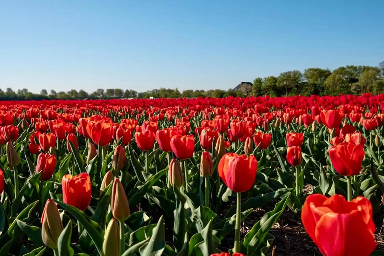 Natural landscape in B&B de Cley