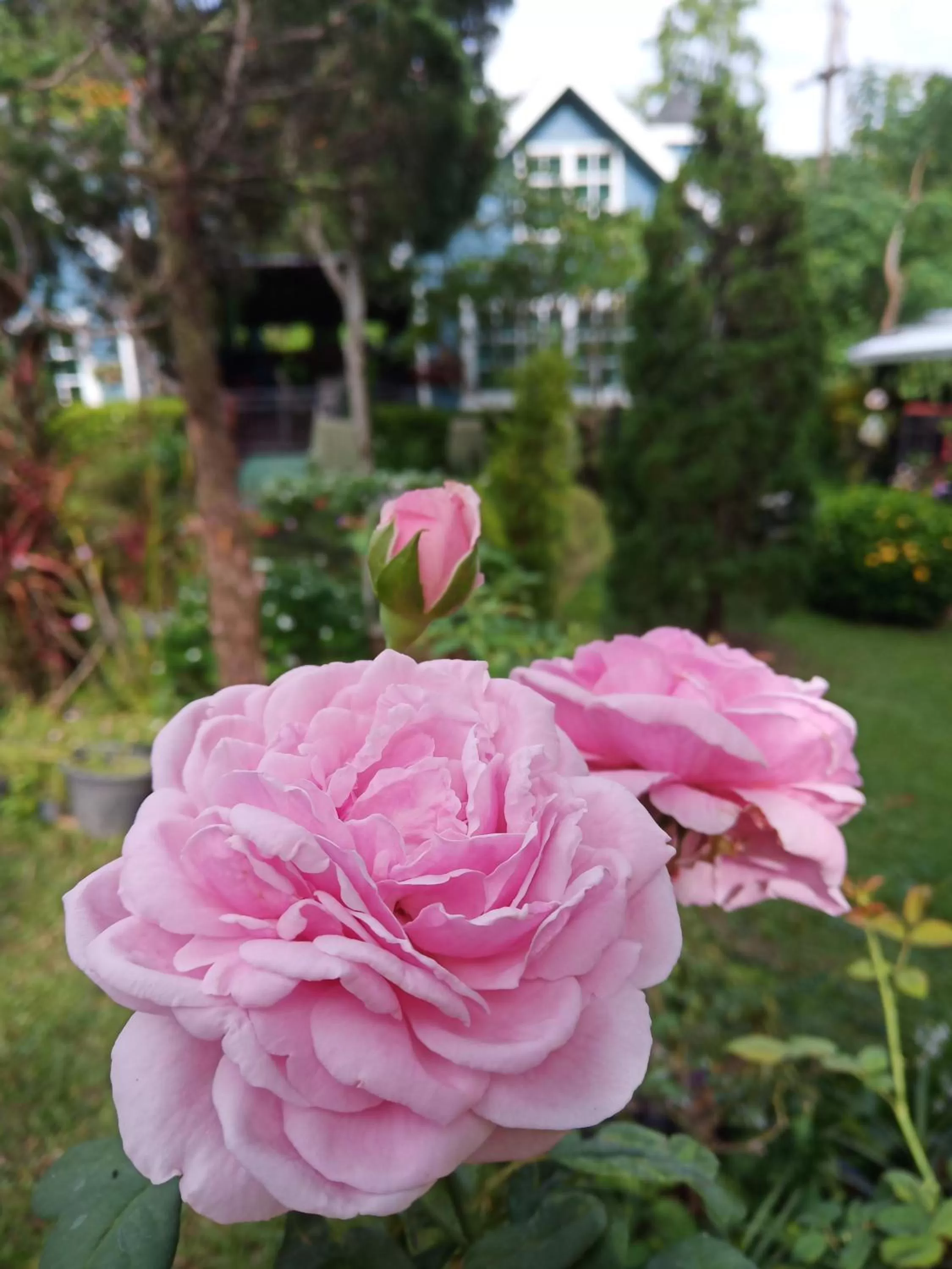 Baan JaoKorKluay บ้านเจ้ากอกล้วย