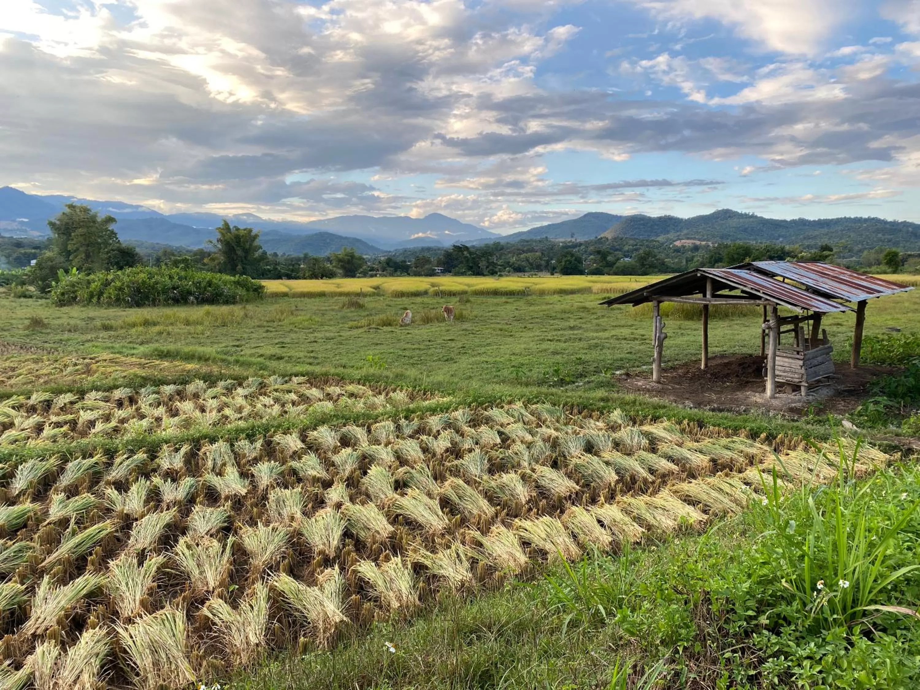 Neighbourhood in Pura Vida Pai Resort