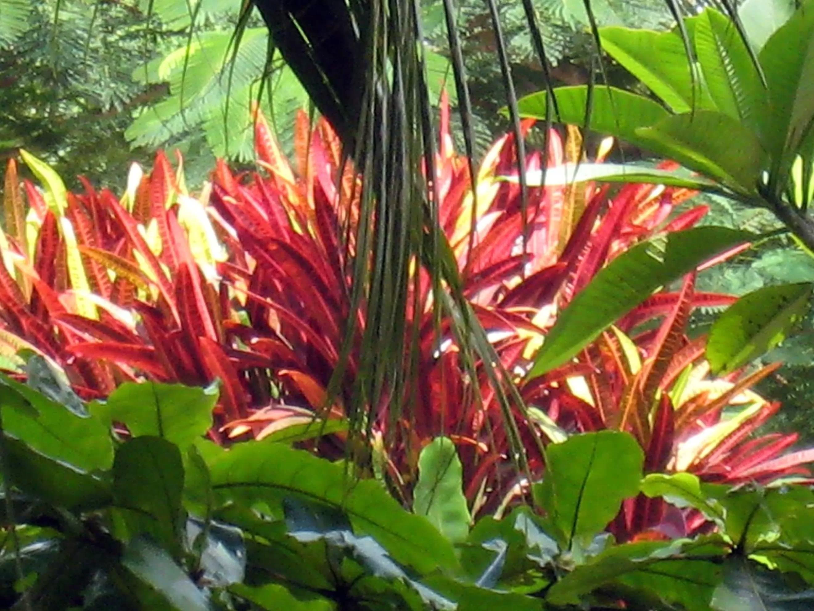 Garden in Coral Motel & Apartments