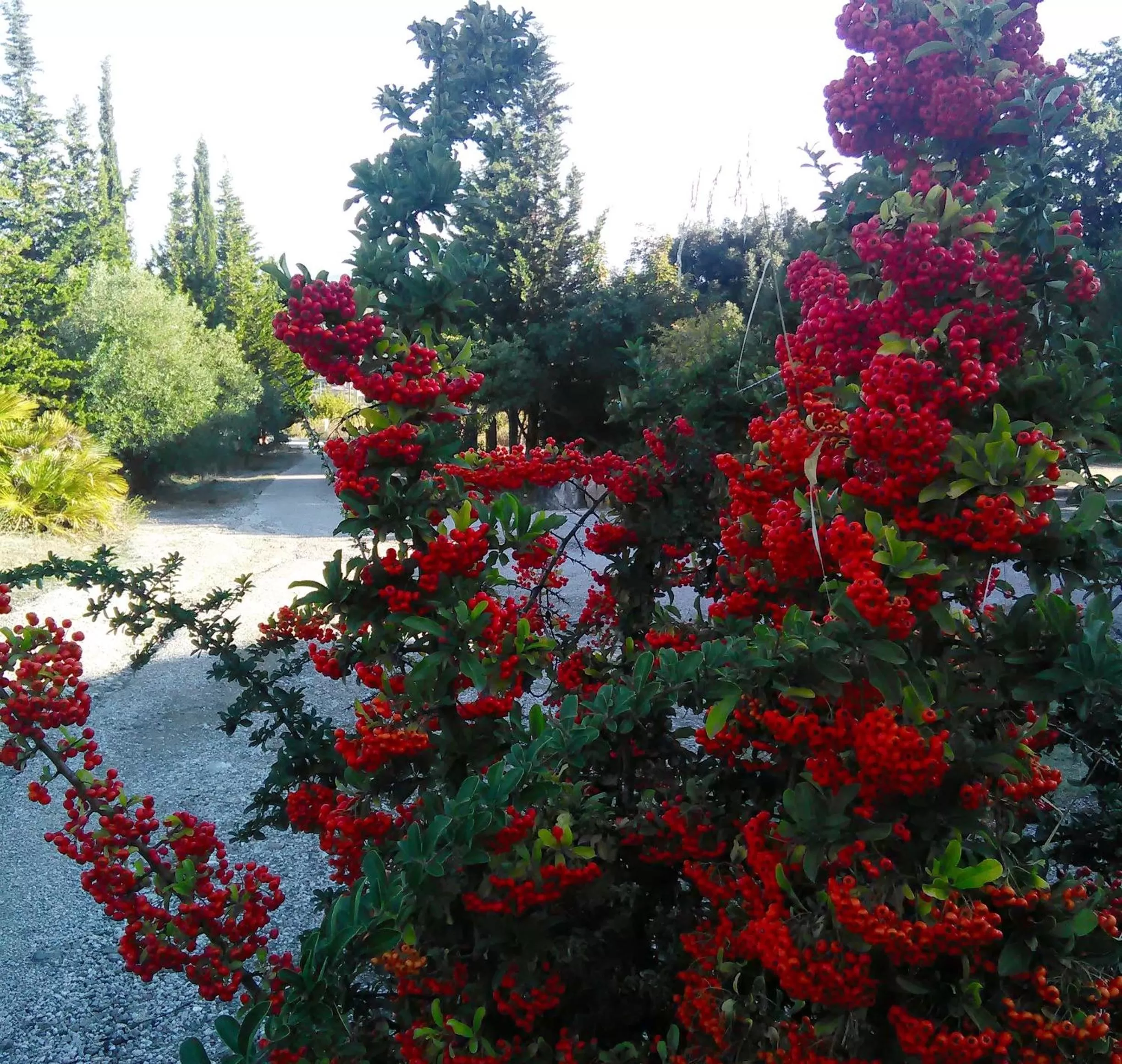 Garden in Casa d' Artista B&B