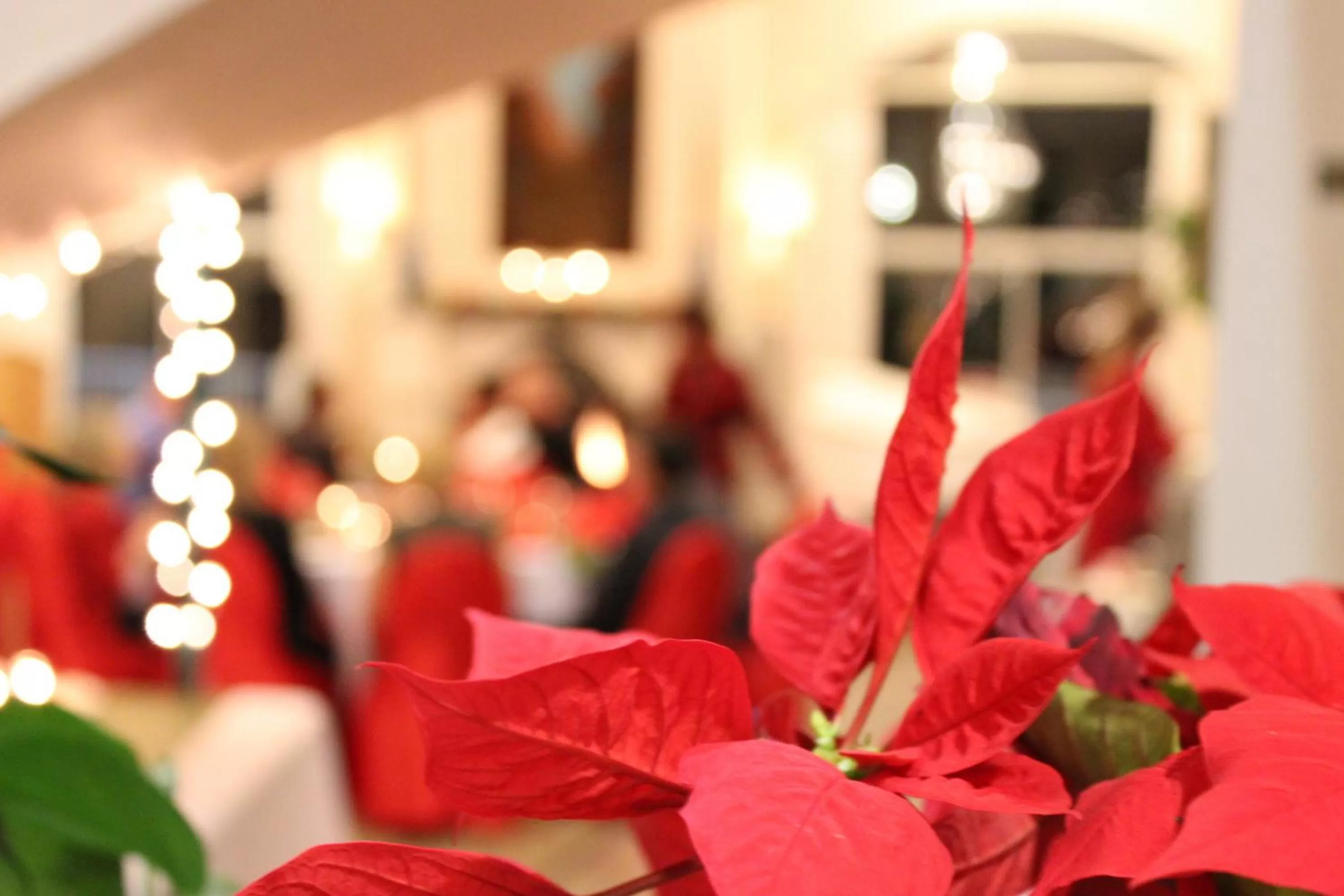 Winter in Forest Villas Hotel