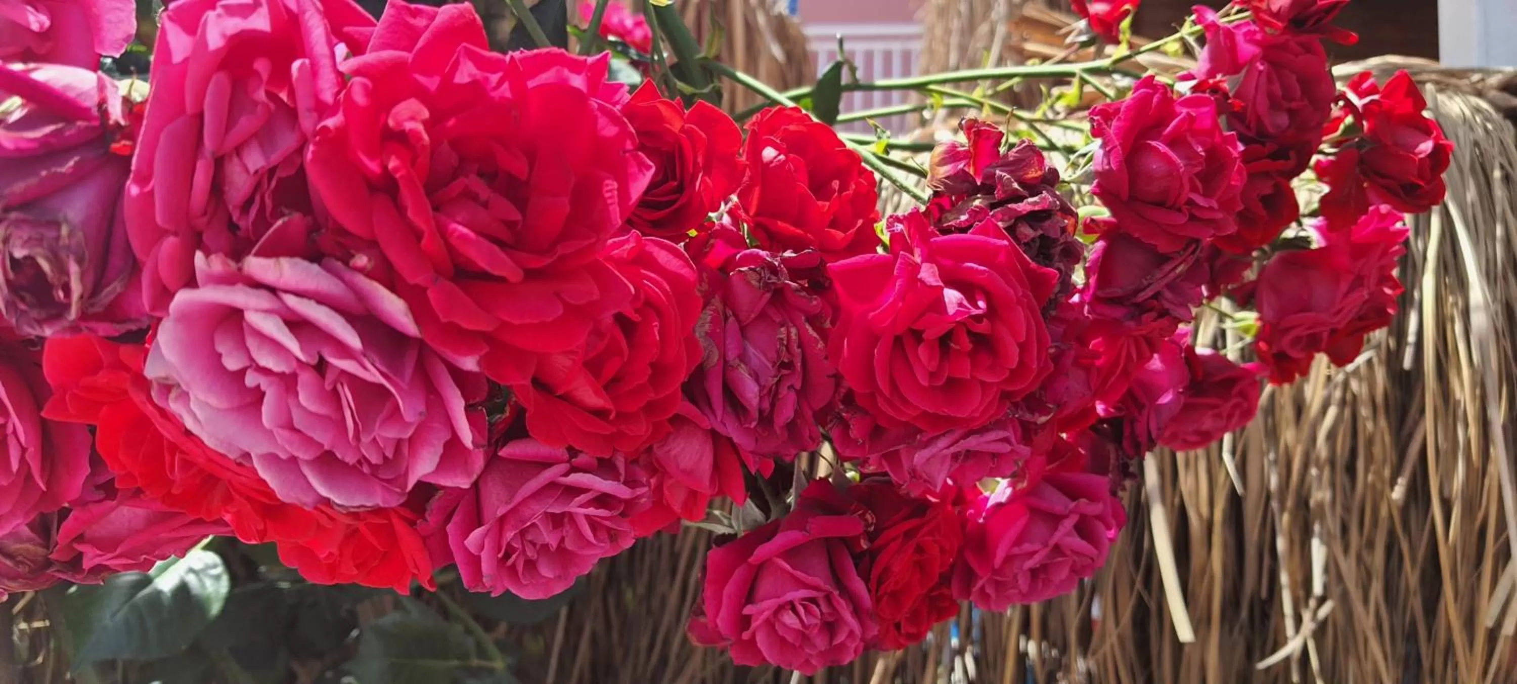 Garden in Grand Yayla Hotel
