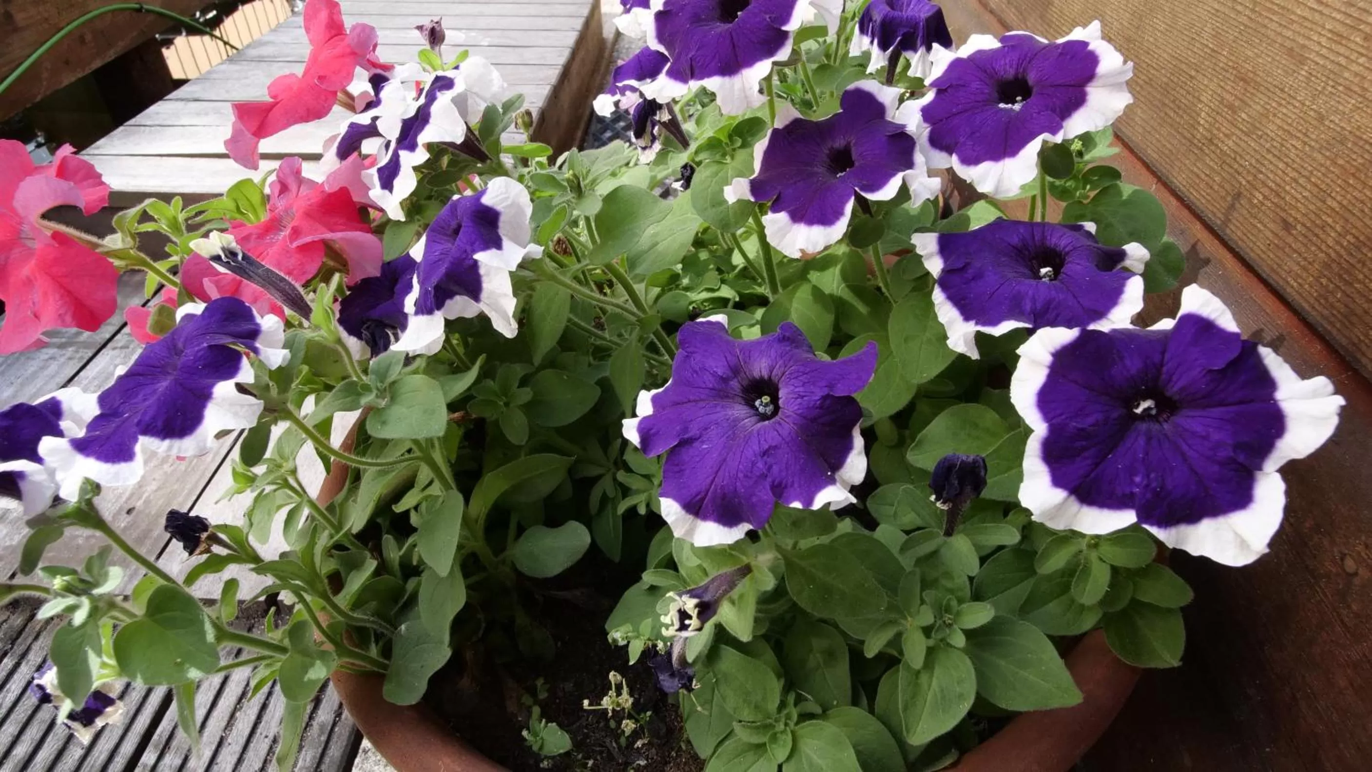 Patio in Houseboat apartment with water terrace, free parking, free bikes & fast wifi