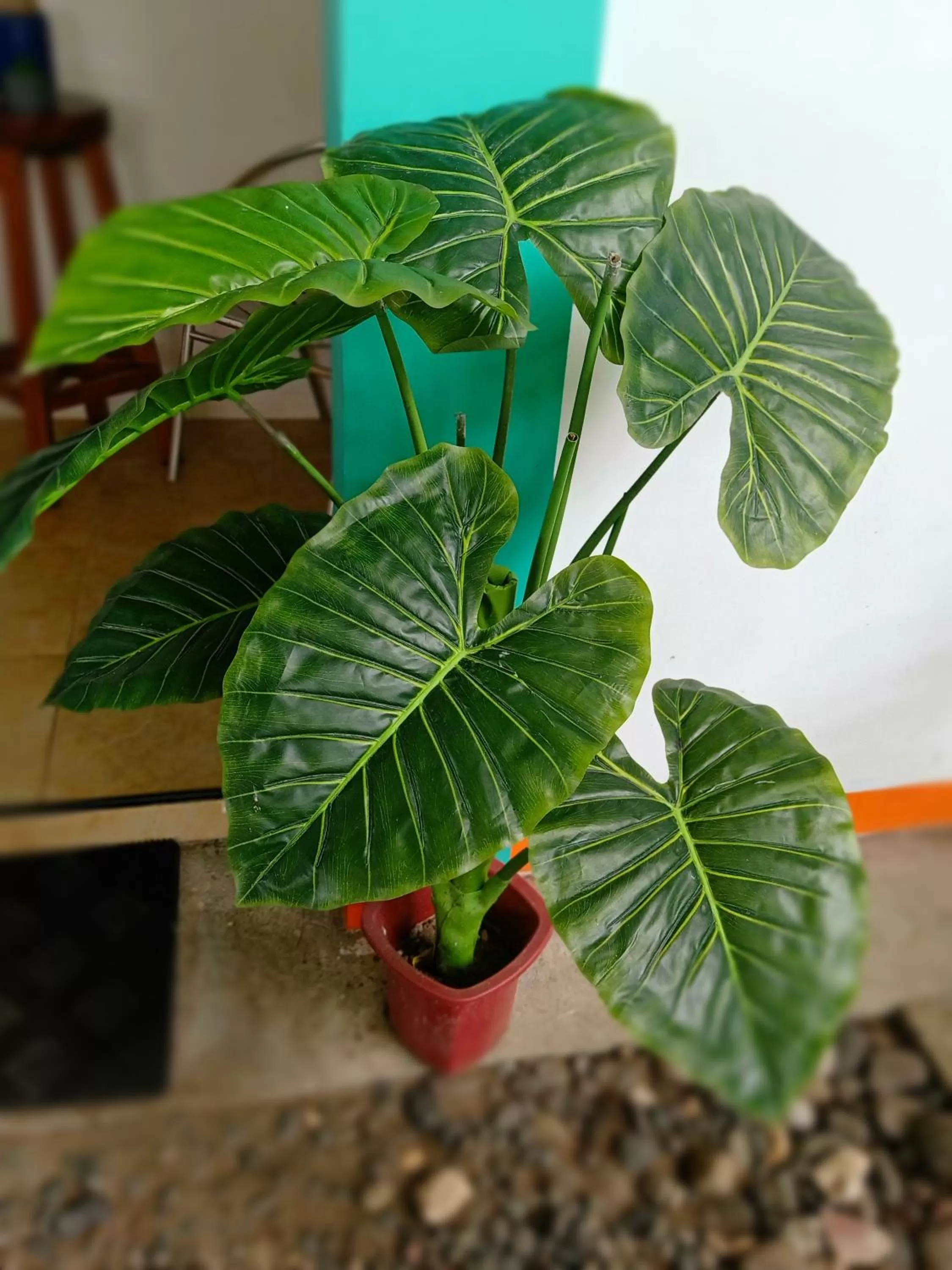 SmallFry's Beach Resort