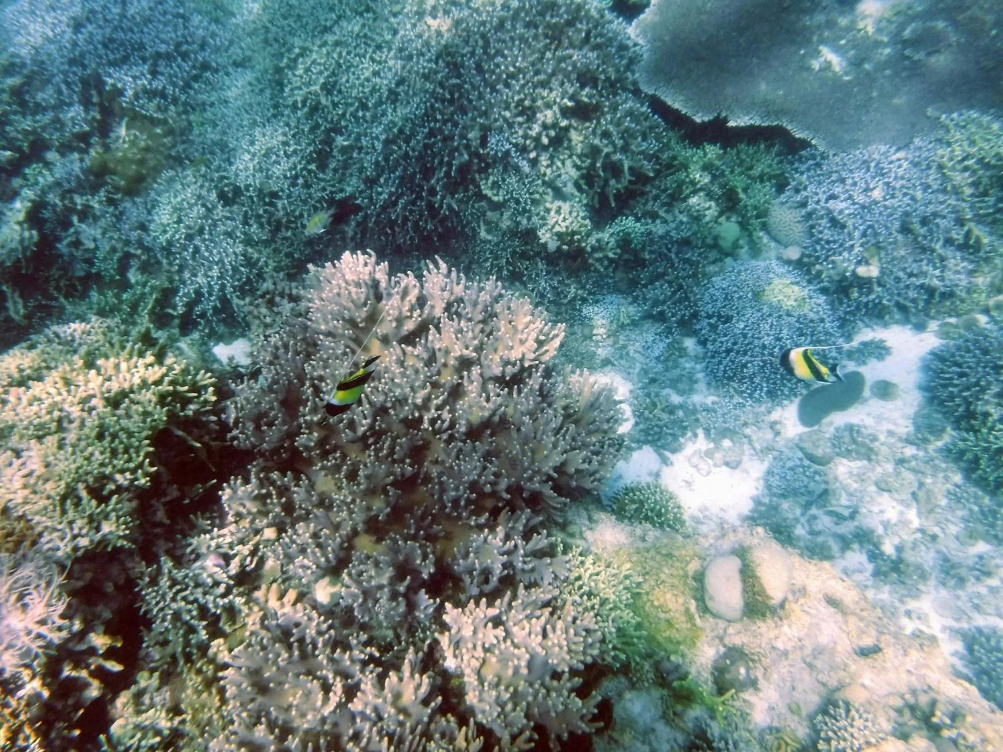 Snorkeling in Moalboal T Breeze Coastal Resort