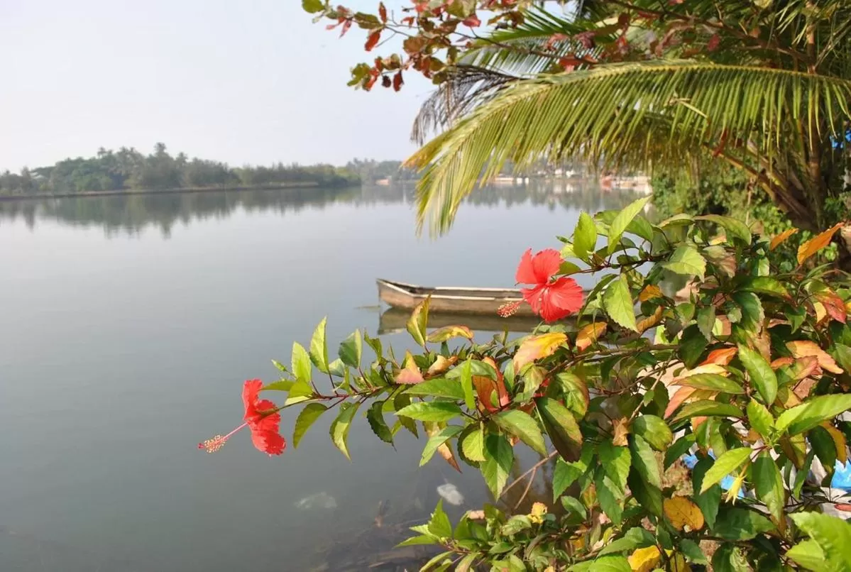 View (from property/room) in M aples Jacks Place