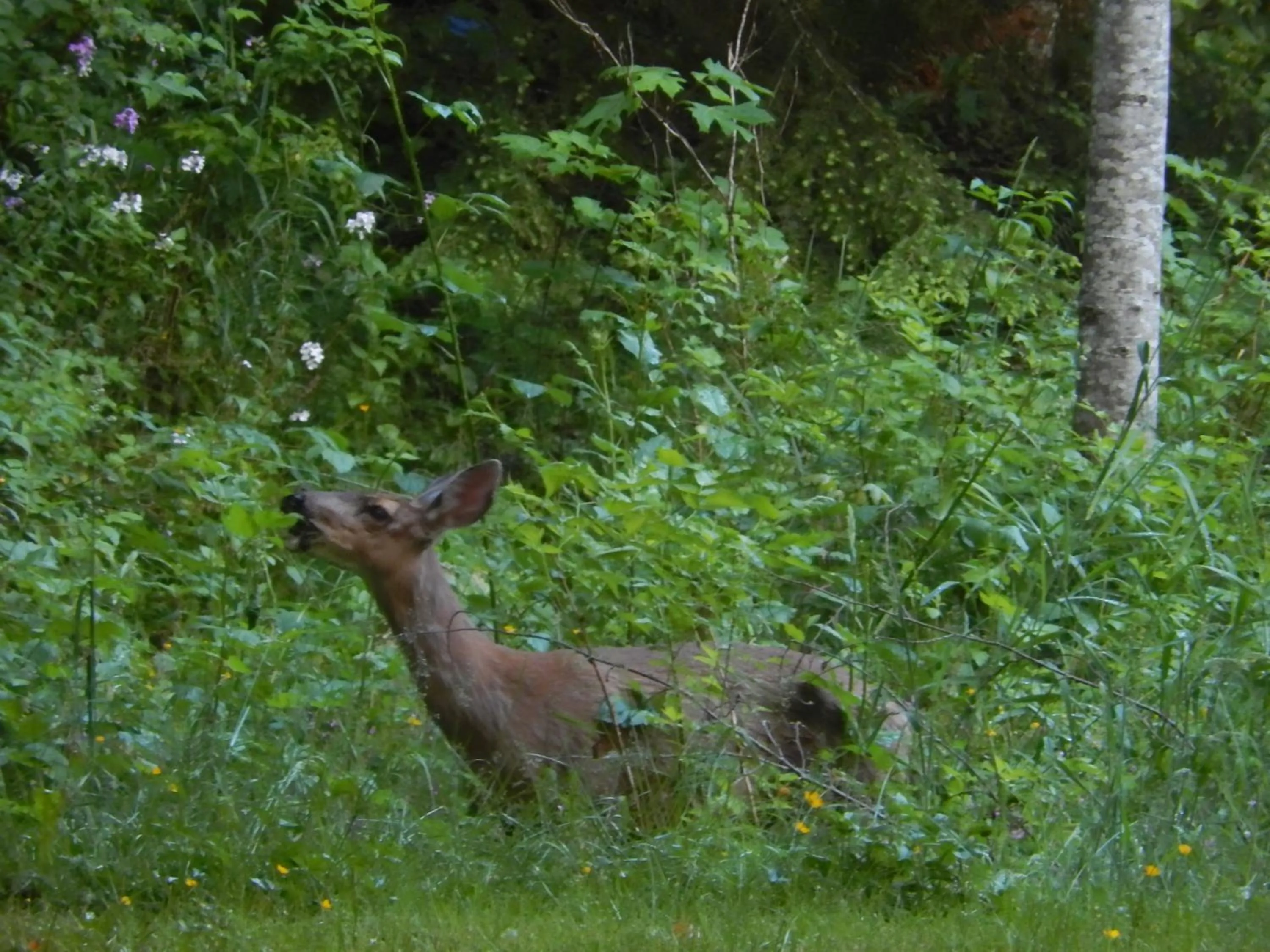 Animals in Mountain Meadows Inn & Chalet Suites