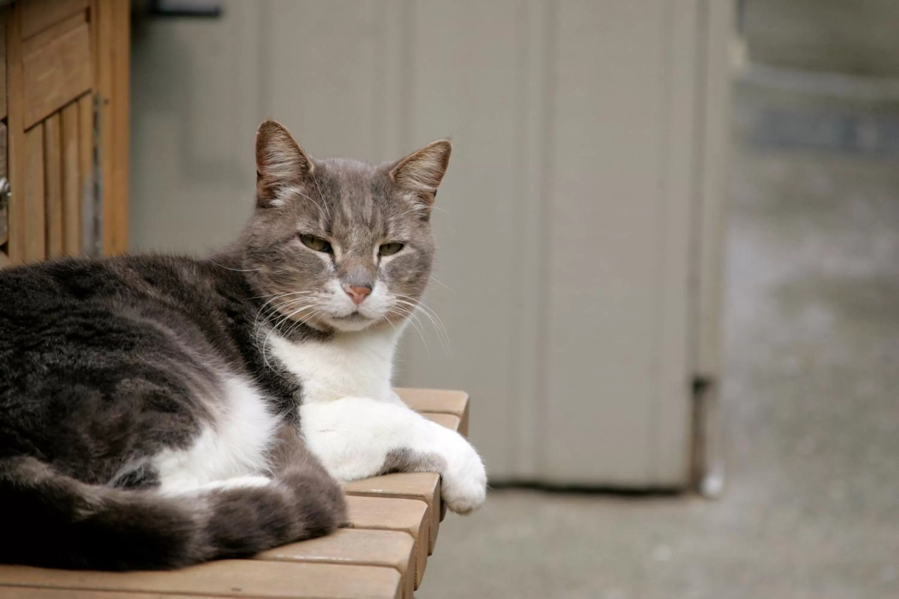 Other, Pets in Hummingbird Guesthouse